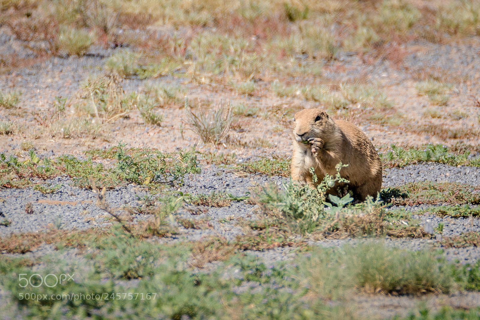 Canon EOS 7D Mark II sample photo. Prairie dog eating a photography