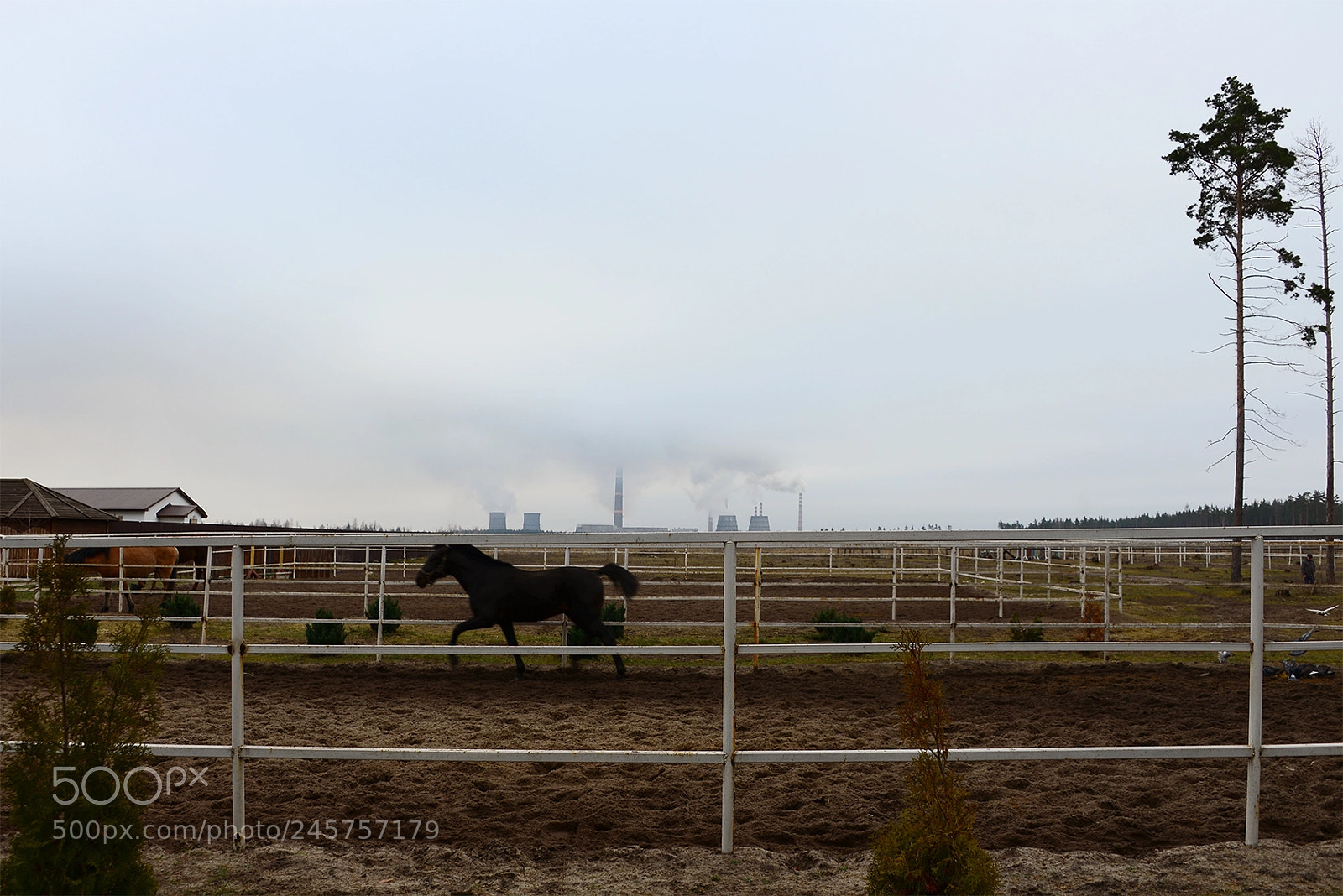 Nikon D600 sample photo. Stable yard photography