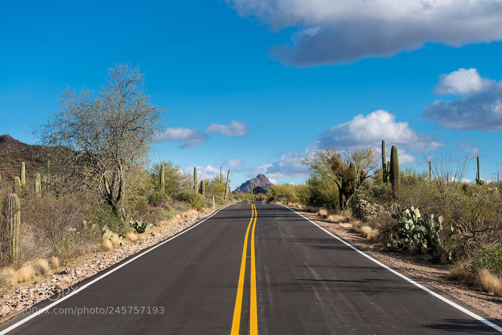 Sony a7R II sample photo. Forest of cactus in photography