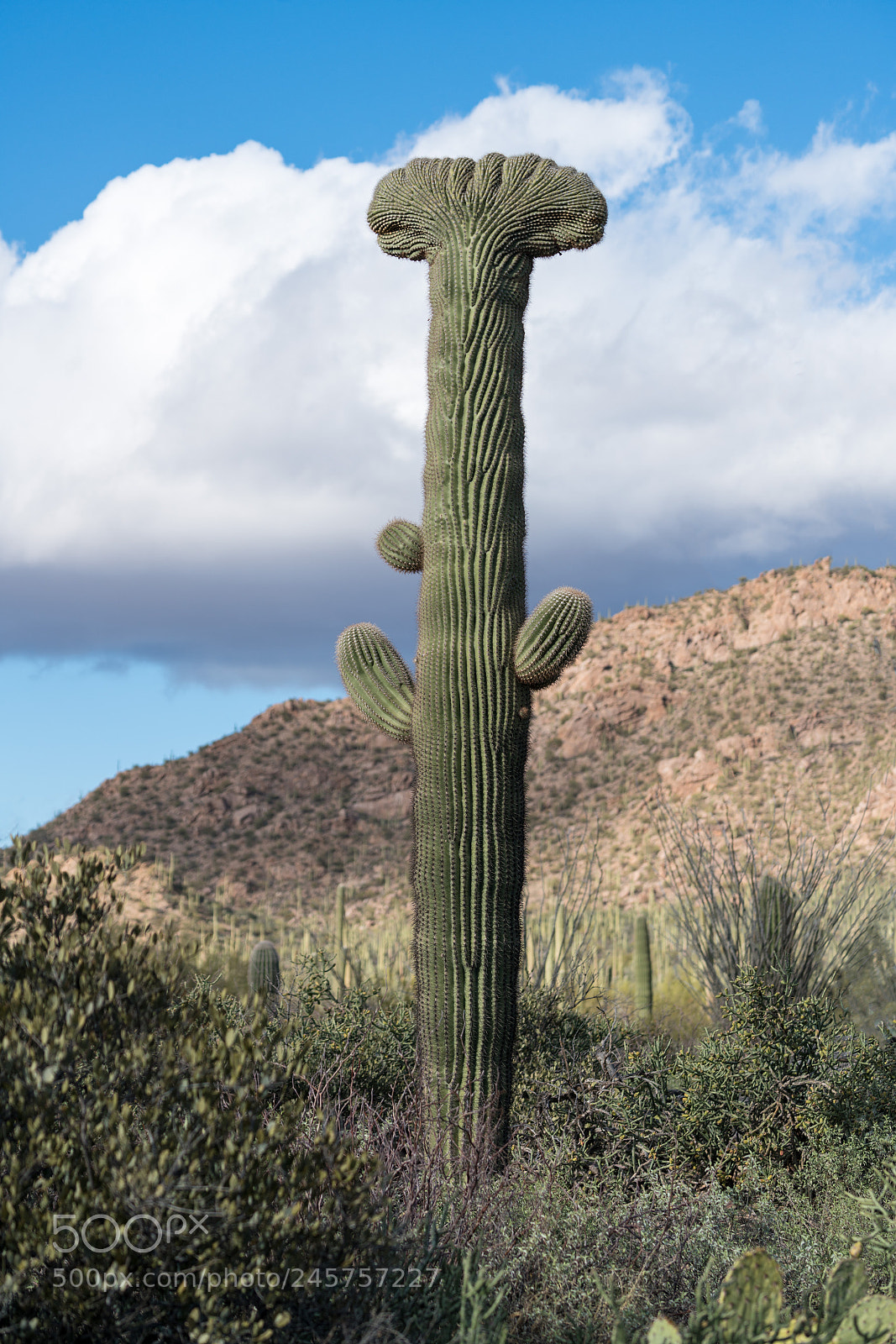 Sony a7R II sample photo. Crested saguaro in national photography