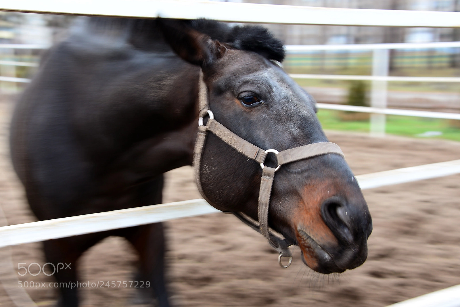 Nikon D600 sample photo. Stable yard photography