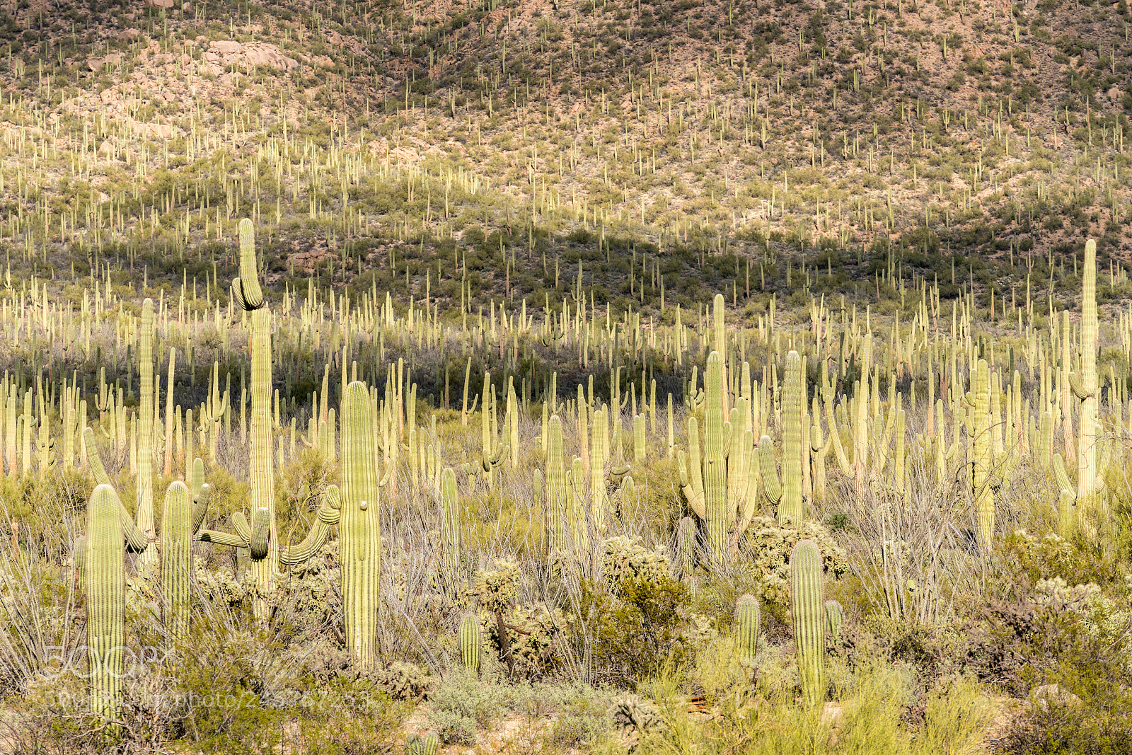 Sony a7R II sample photo. Forest of cactus in photography