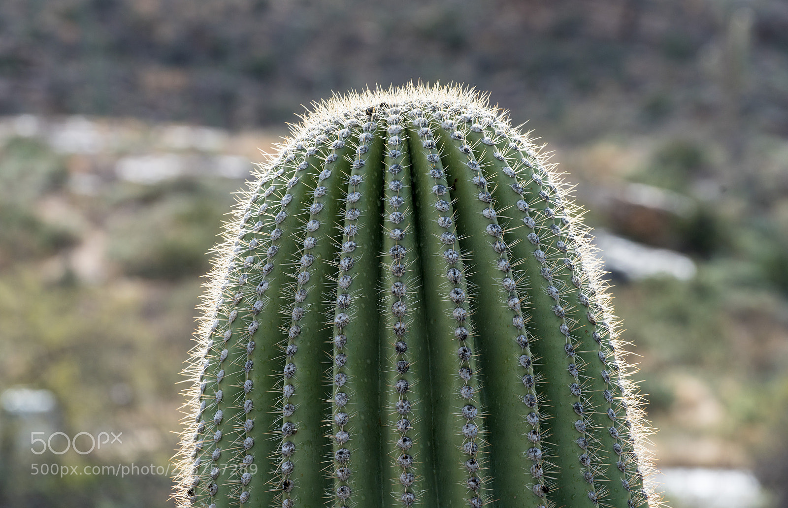 Sony a7R II sample photo. Close up of top photography