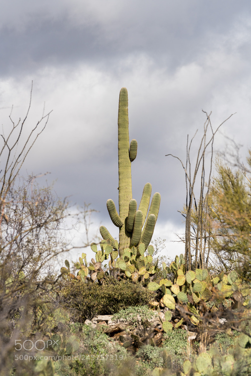 Sony a7R II sample photo. Storm by saguaro national photography