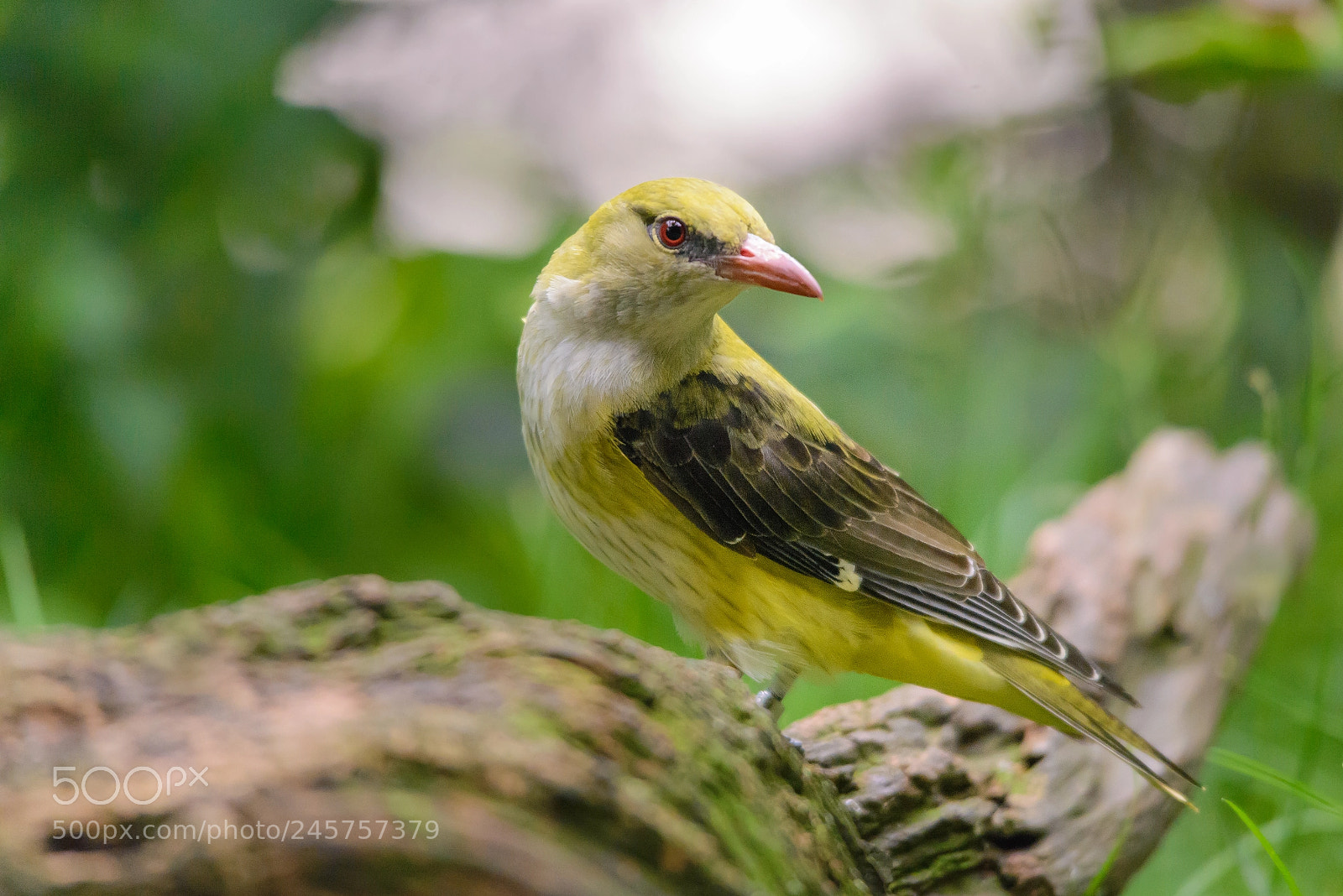 Nikon D600 sample photo. Golden oriole photography
