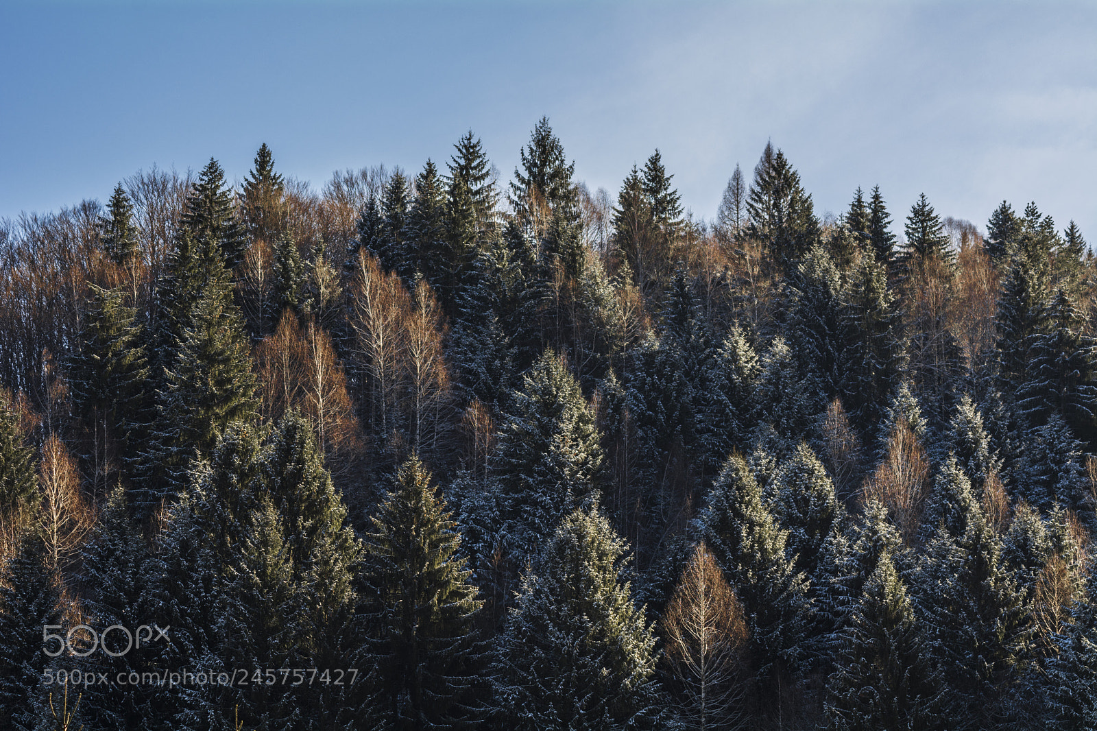 Nikon D7100 sample photo. Pine forest photography