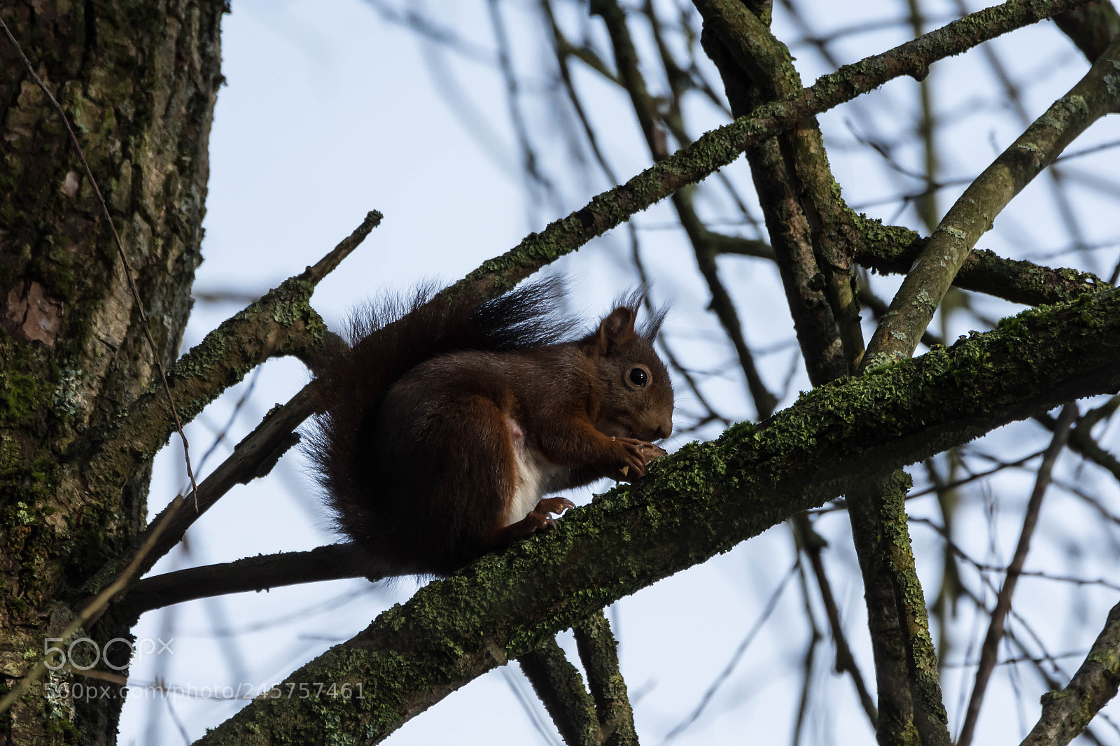 Nikon D7200 sample photo. Squirrel on a tree photography