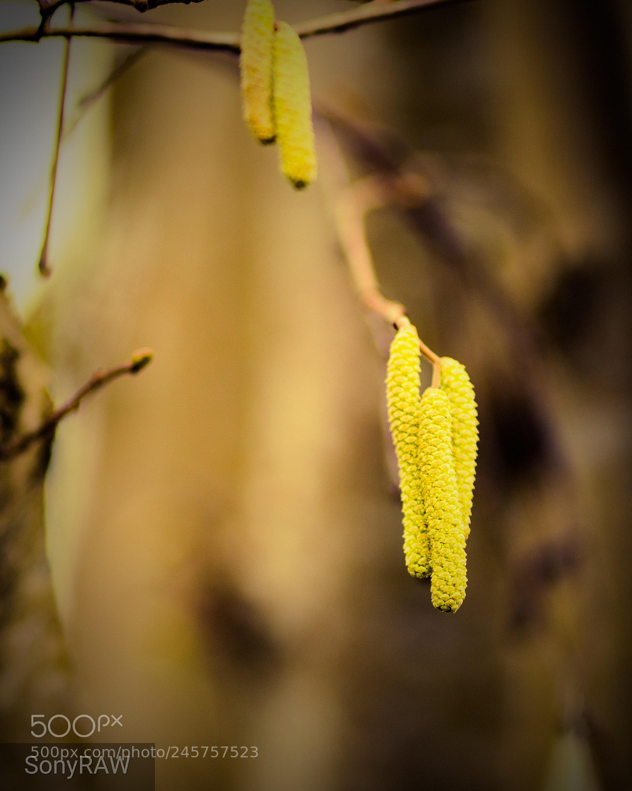 Sony a6500 sample photo. Hanging low photography