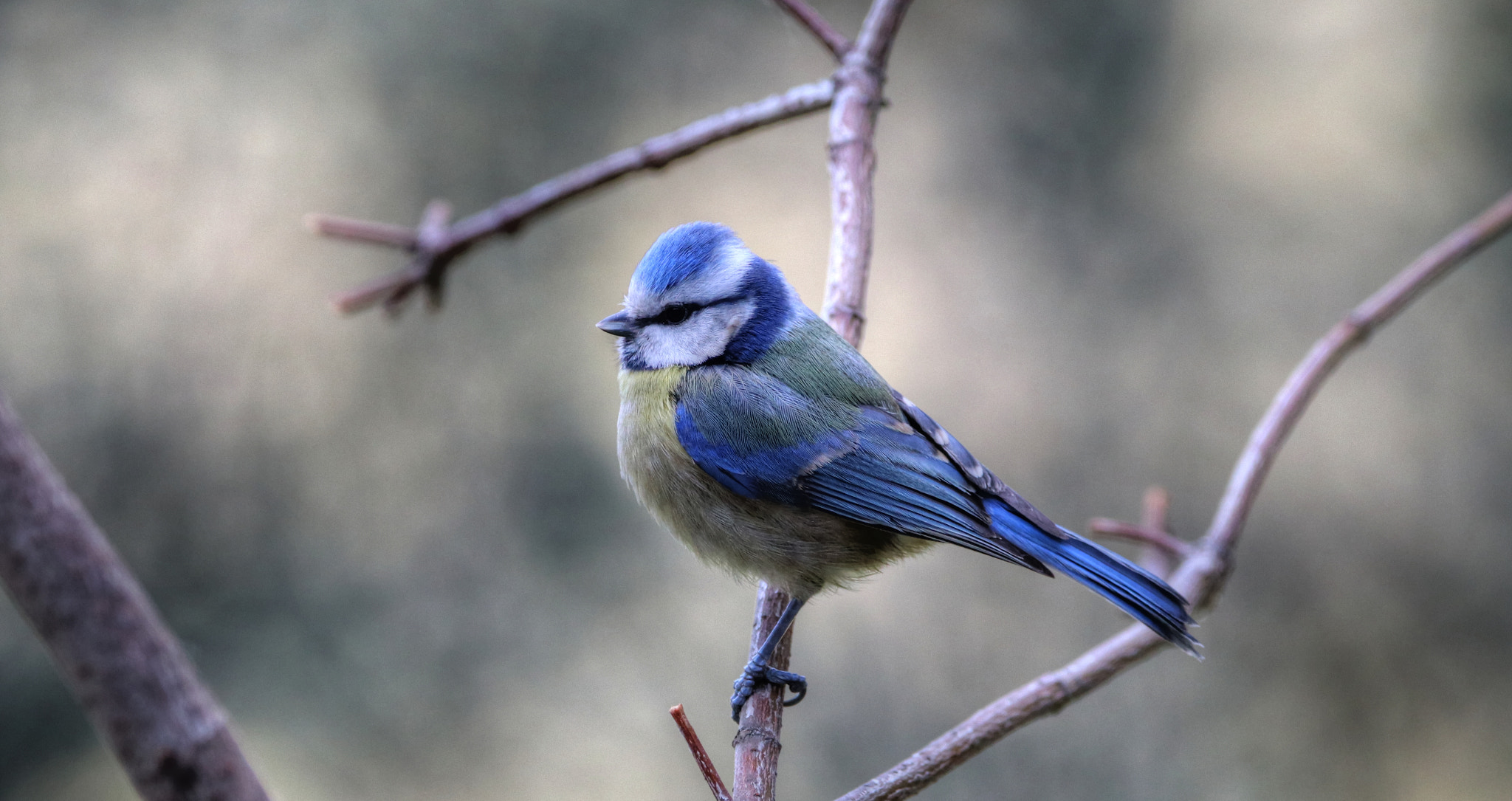 Sigma 150-600mm F5-6.3 DG OS HSM | C sample photo. Oiseau mésange bleue cyanistes caeruleus () photography