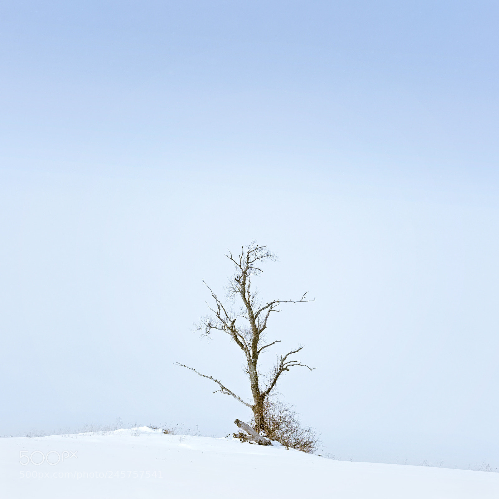 Fujifilm X-T2 sample photo. Tree photography