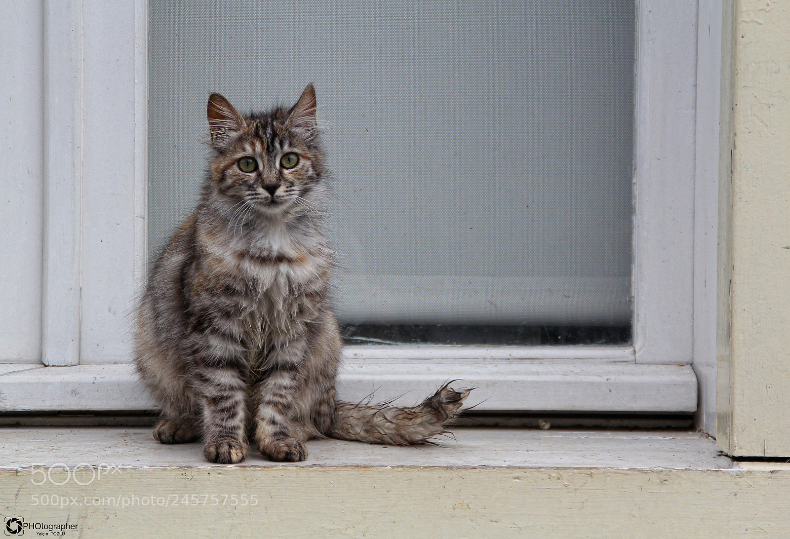 Canon EOS 60D sample photo. Masum kedicik. photography