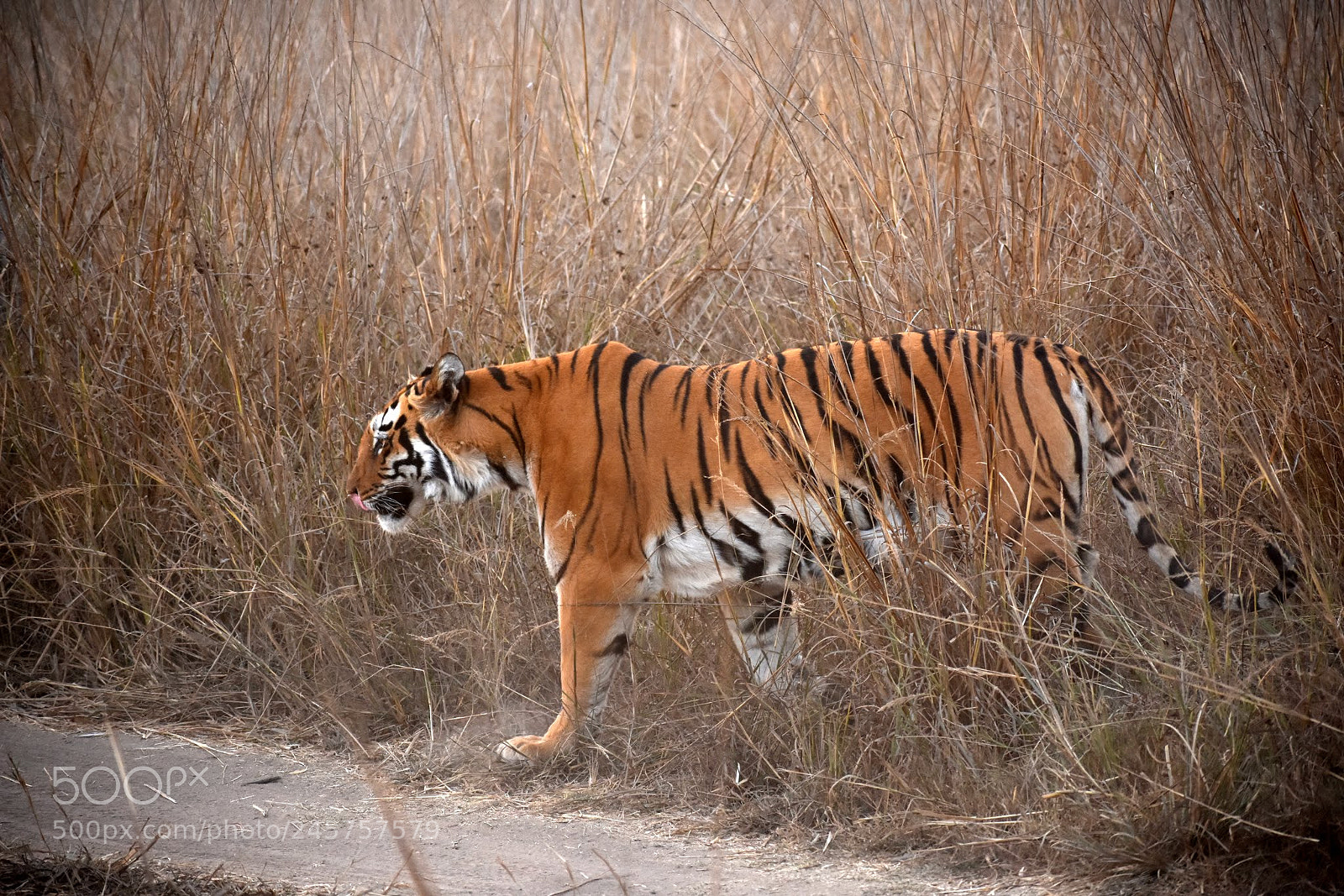 Nikon D7200 sample photo. Tiger photography