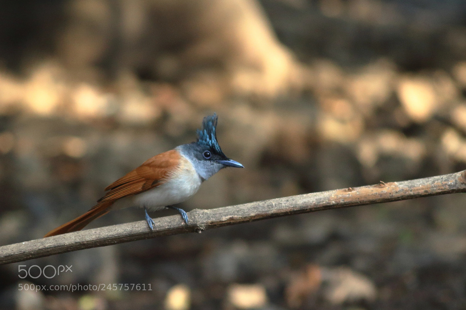 Canon EF-S 55-250mm F4-5.6 IS II sample photo. Indian paradise flycatcher photography