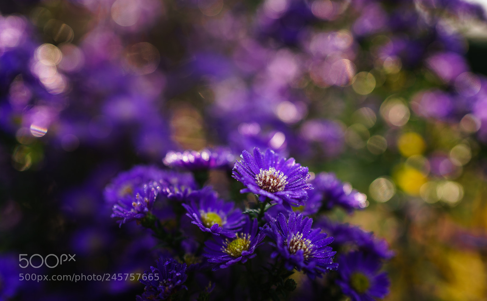 Sony a7 sample photo. My promise photography