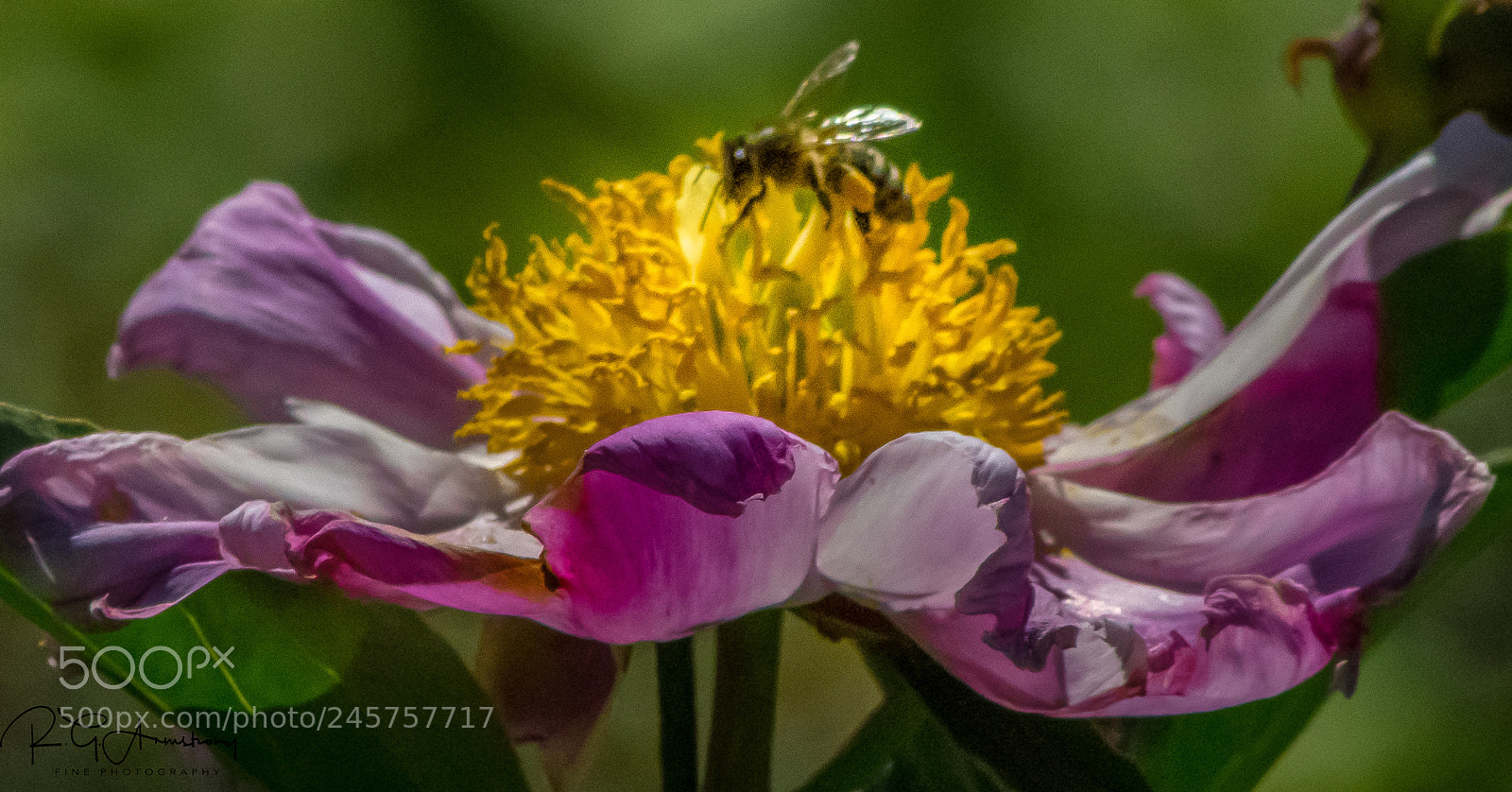 Pentax K-3 II sample photo. Magenta and the wasp photography