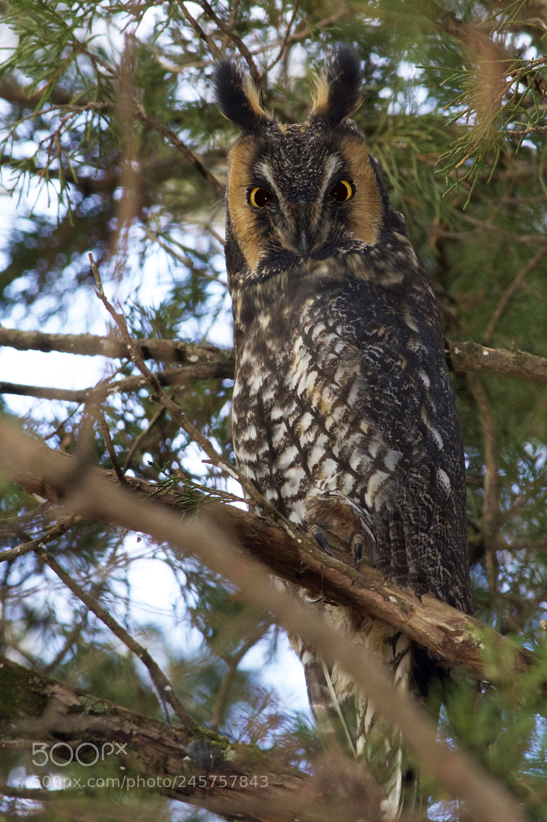 Canon EOS 7D Mark II sample photo. Long-eared owl photography