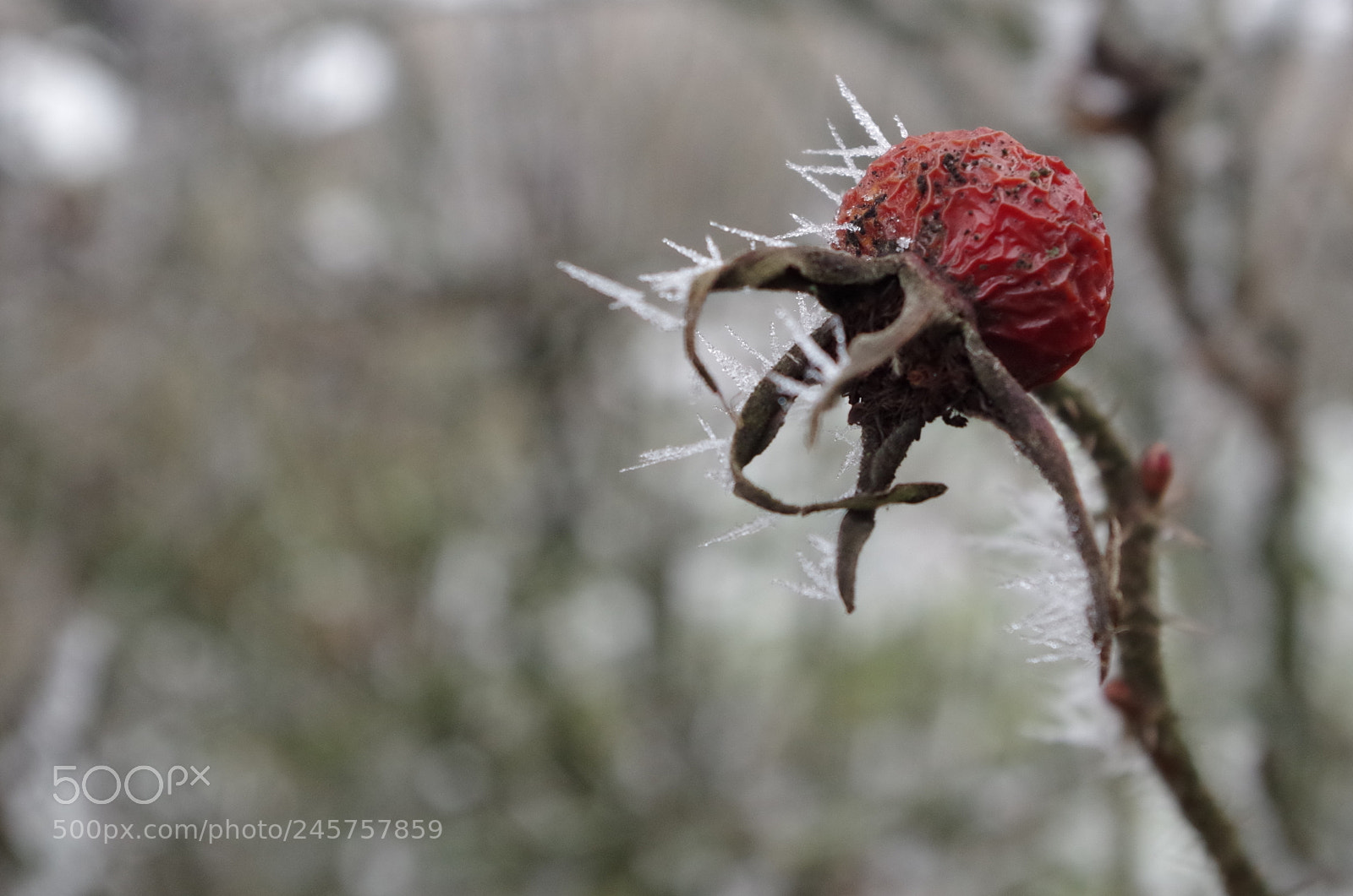 Pentax K-50 sample photo. Wild rose photography