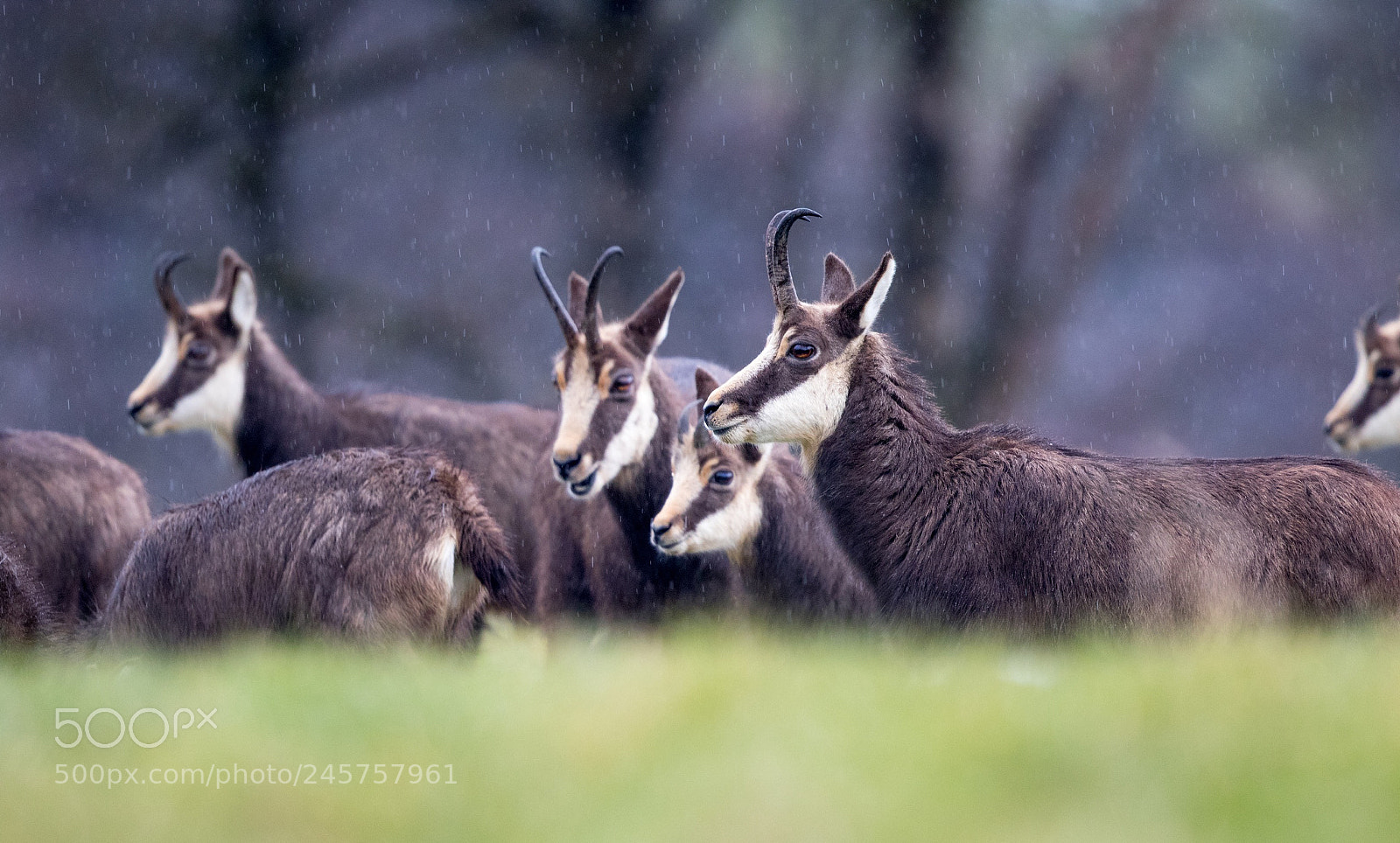 Canon EOS 7D Mark II sample photo. Chamois photography