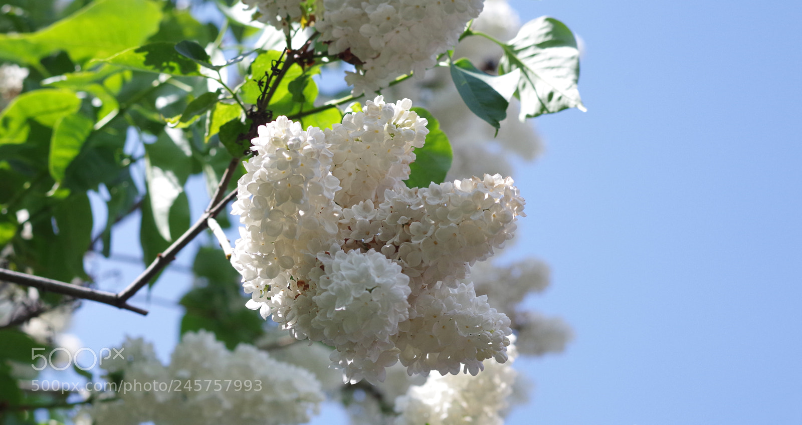 Pentax K-30 sample photo. White lilac photography