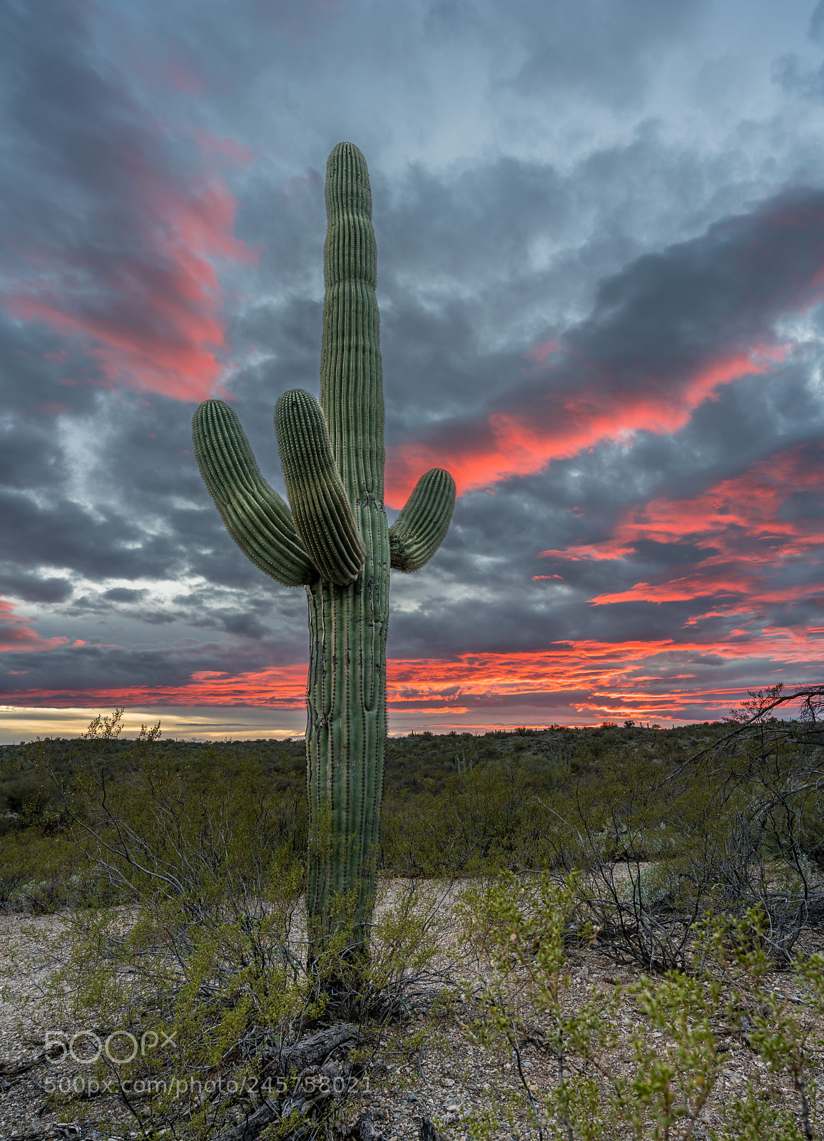 Sony a7R II sample photo. Sunset in saguaro national photography