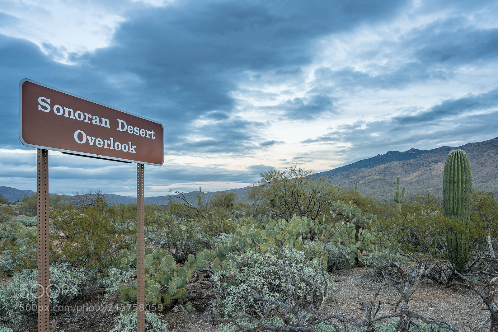 Sony a7R II sample photo. Dusk in saguaro national photography