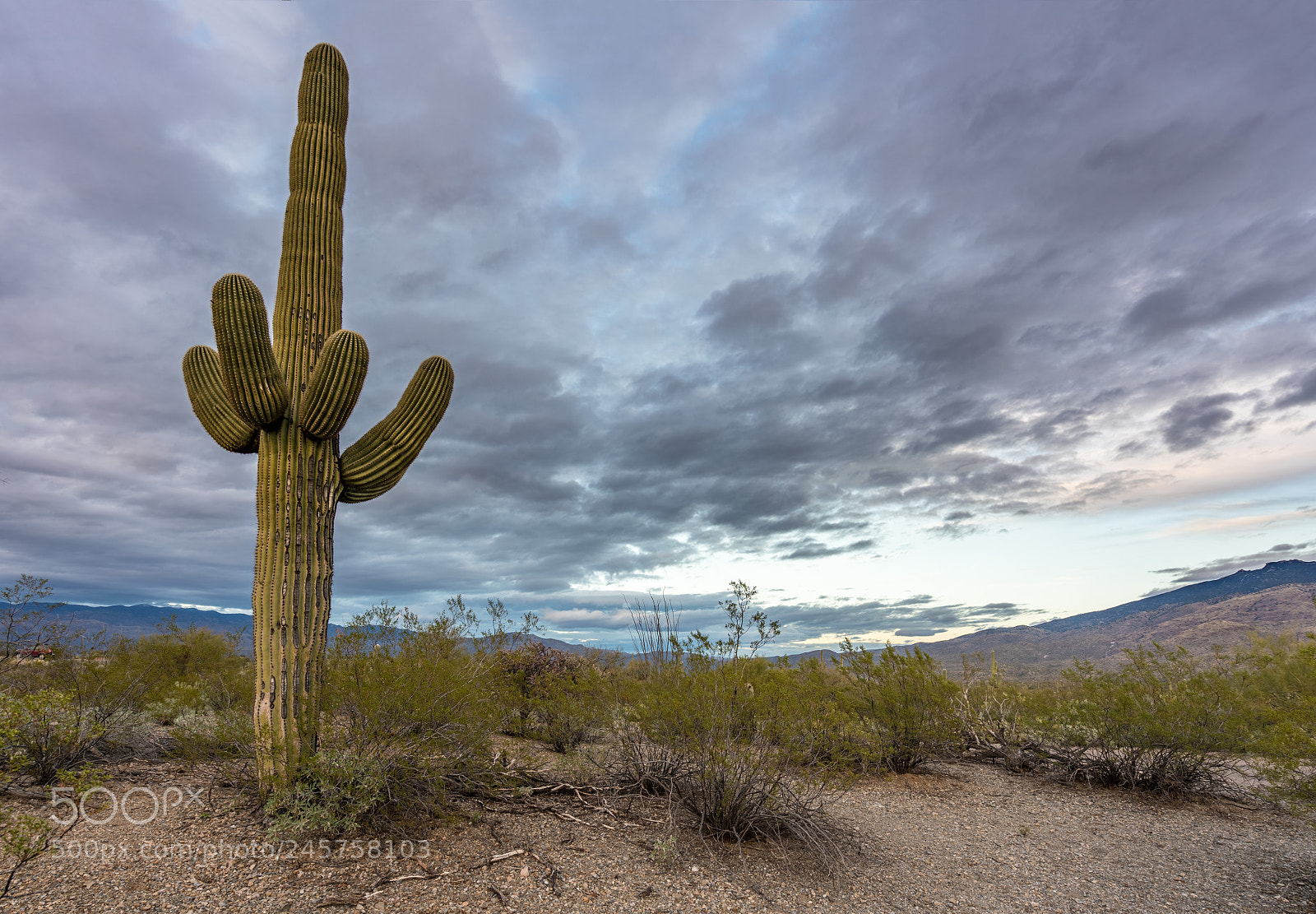 Sony a7R II sample photo. Sunset in saguaro national photography