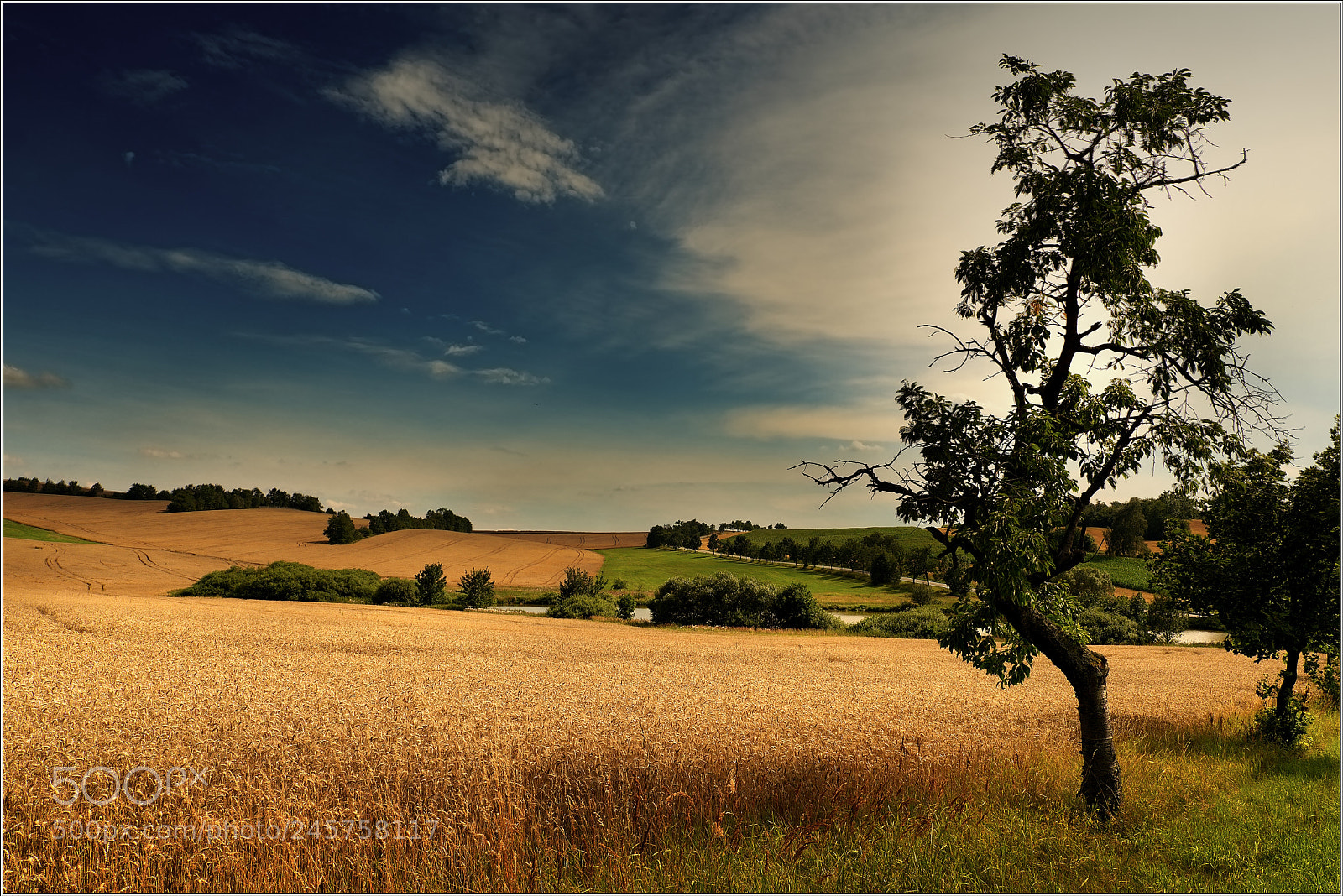Fujifilm X-T2 sample photo. Henning von tresckow tree photography