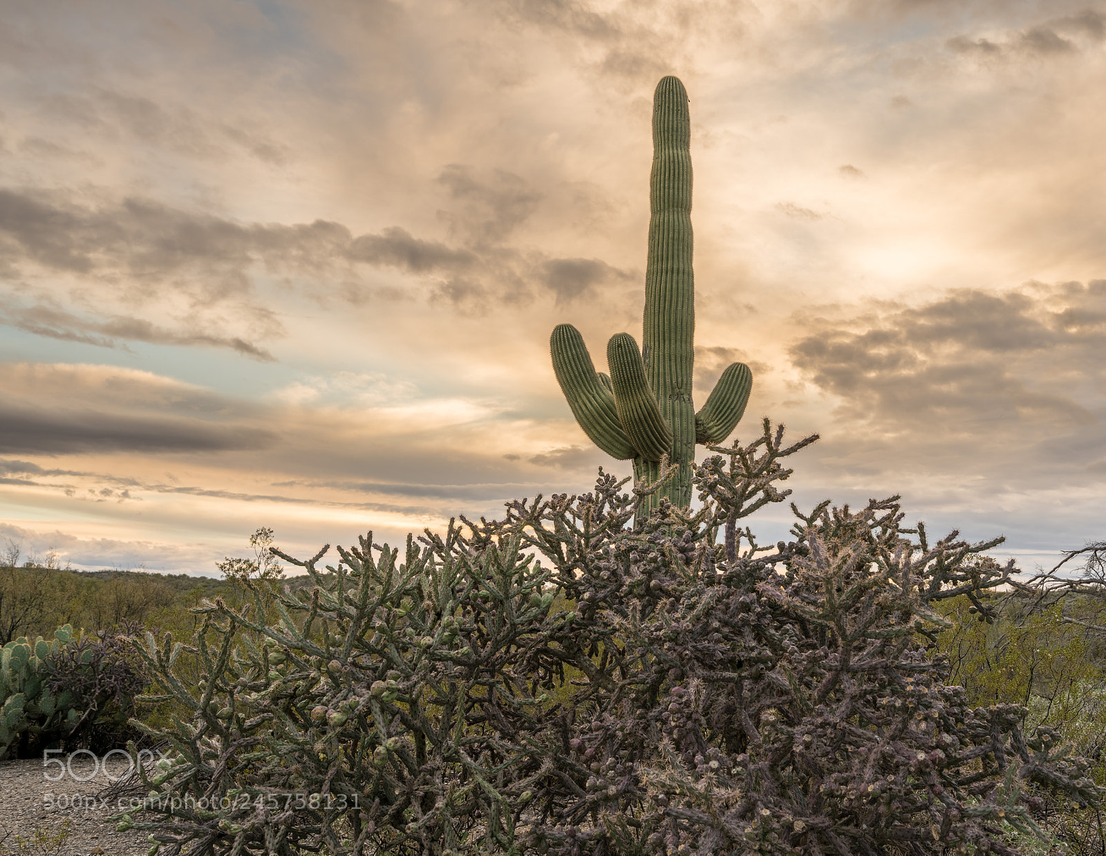 Sony a7R II sample photo. Sunset in saguaro national photography