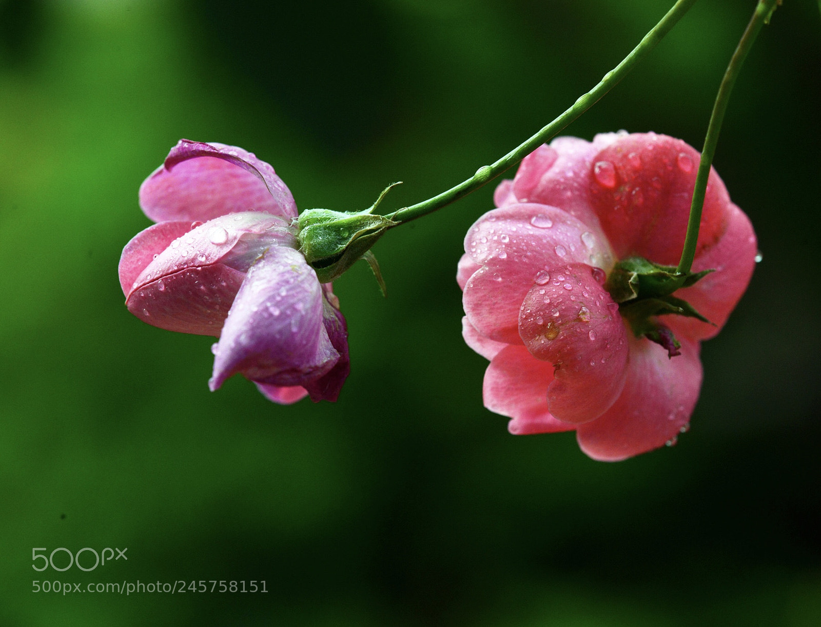 Nikon D800E sample photo. Untitled photography