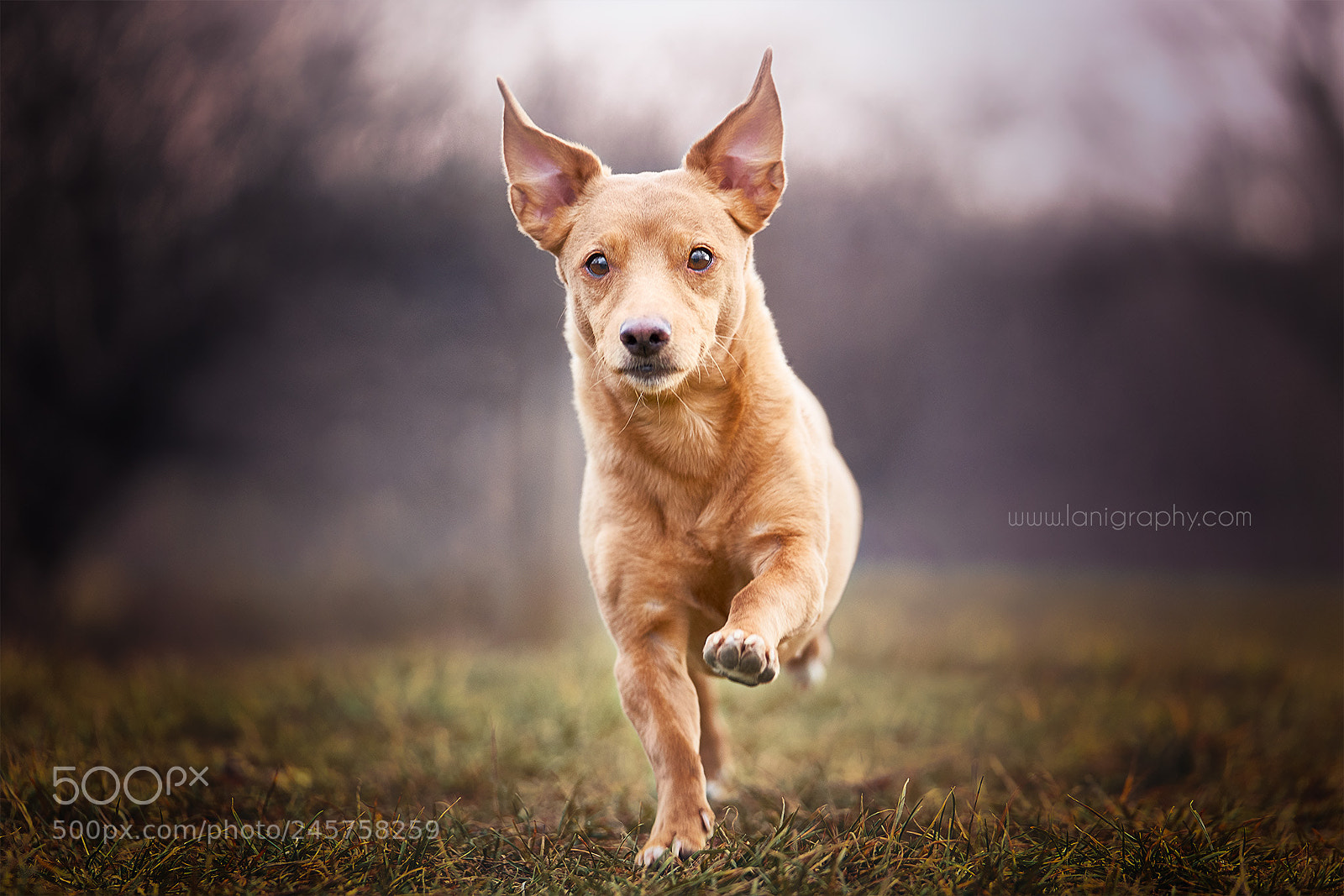 Sony a7R III sample photo. Mindy photography
