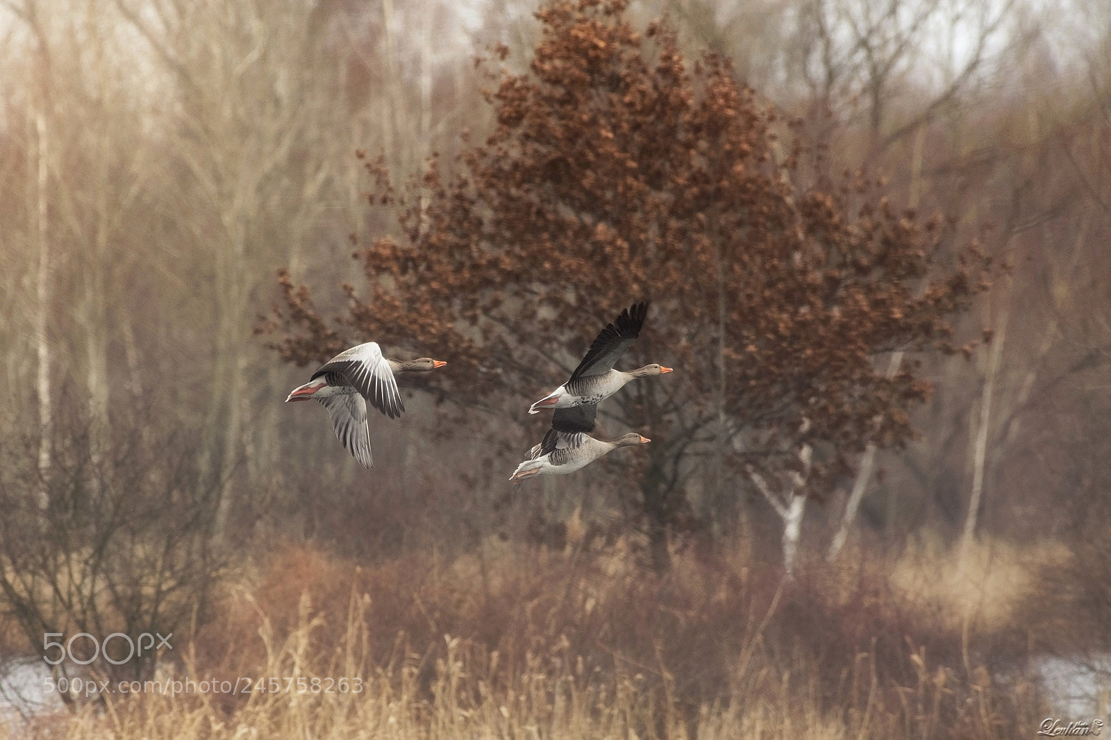 Nikon D7200 sample photo. Morning on the lake photography