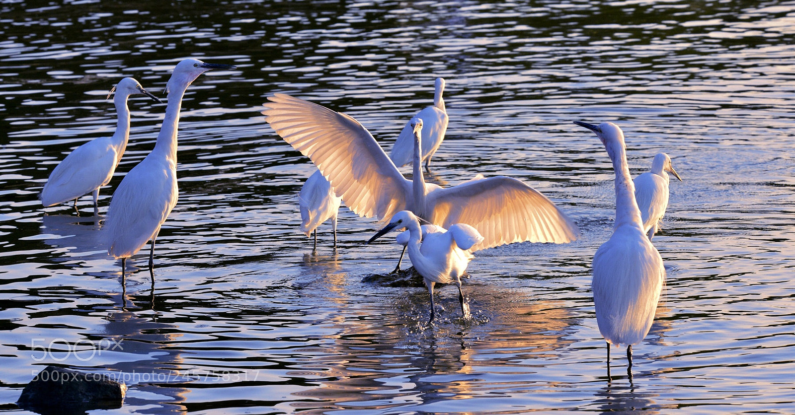 Nikon D800E sample photo. Untitled photography