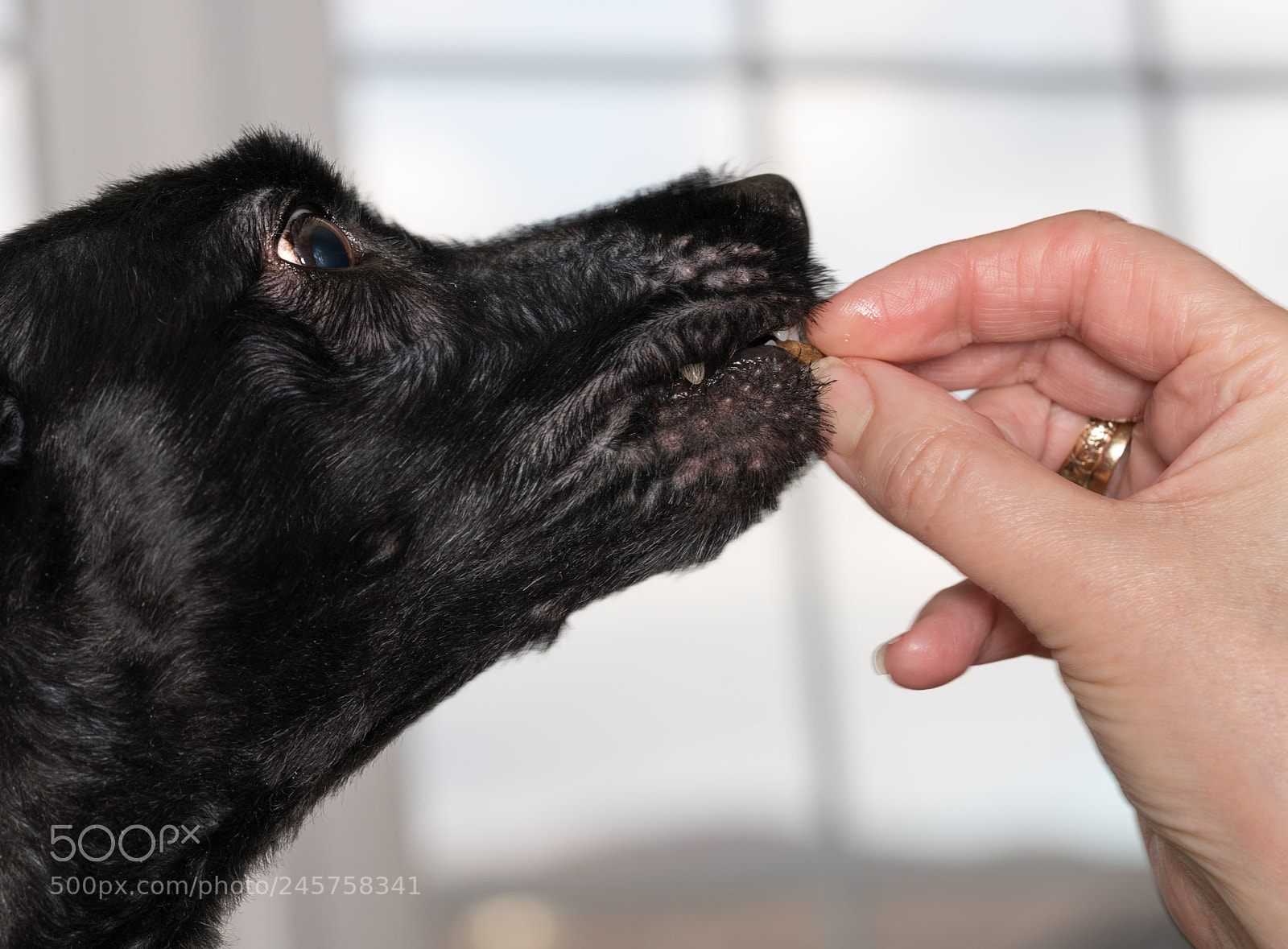 Sony a7R II sample photo. Small dog treat being photography