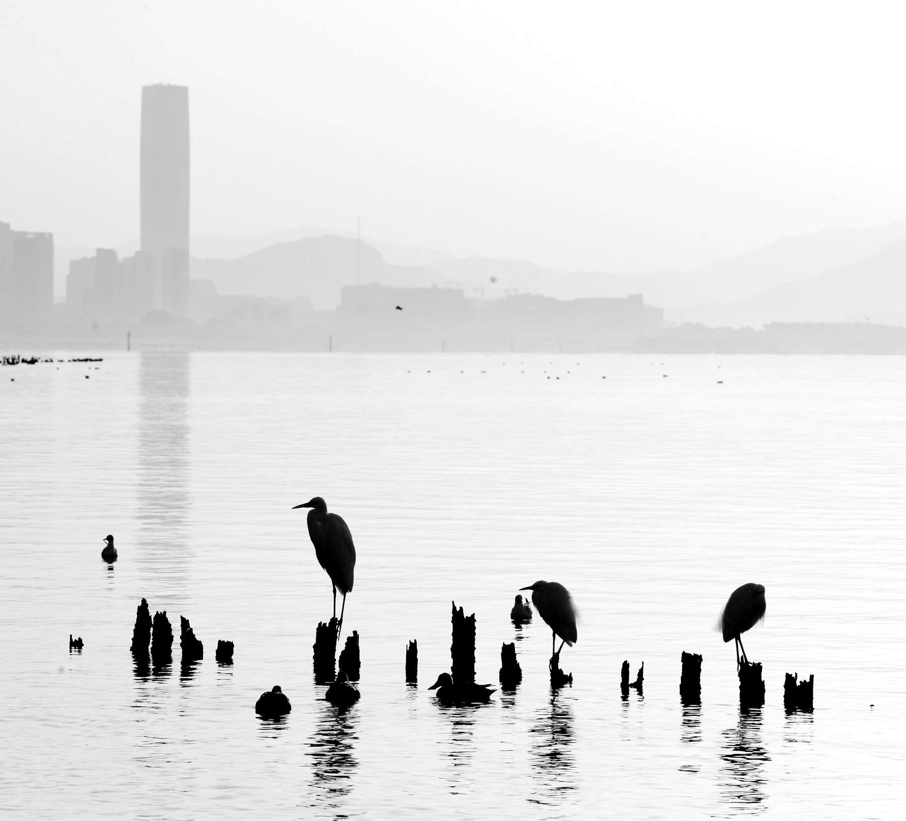 Sigma 150-600mm F5-6.3 DG OS HSM | S sample photo