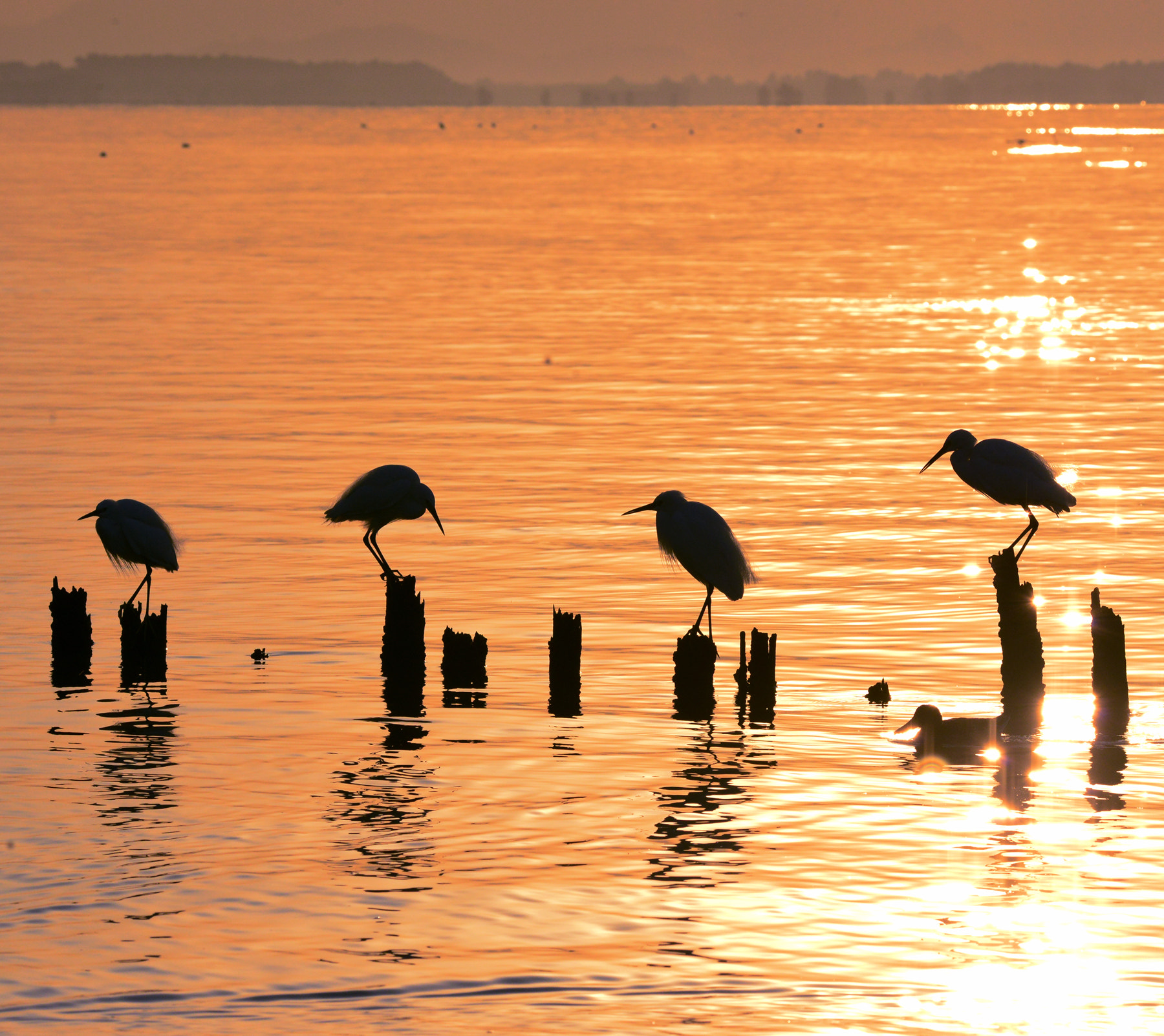 Sigma 150-600mm F5-6.3 DG OS HSM | S sample photo