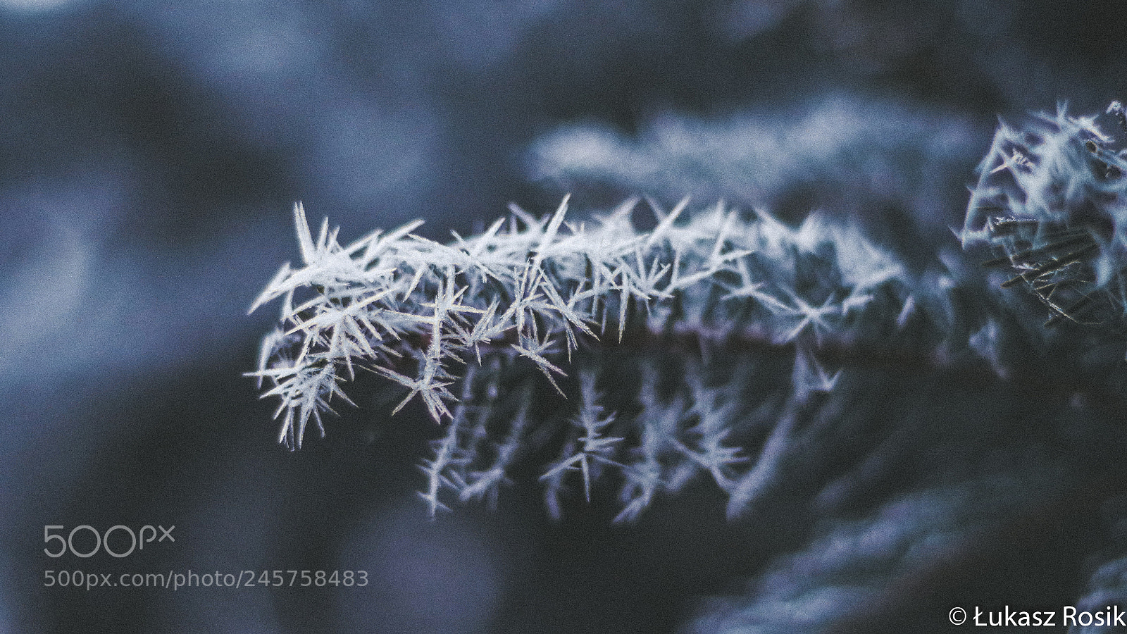 Pentax K-50 sample photo. Ice spikes photography
