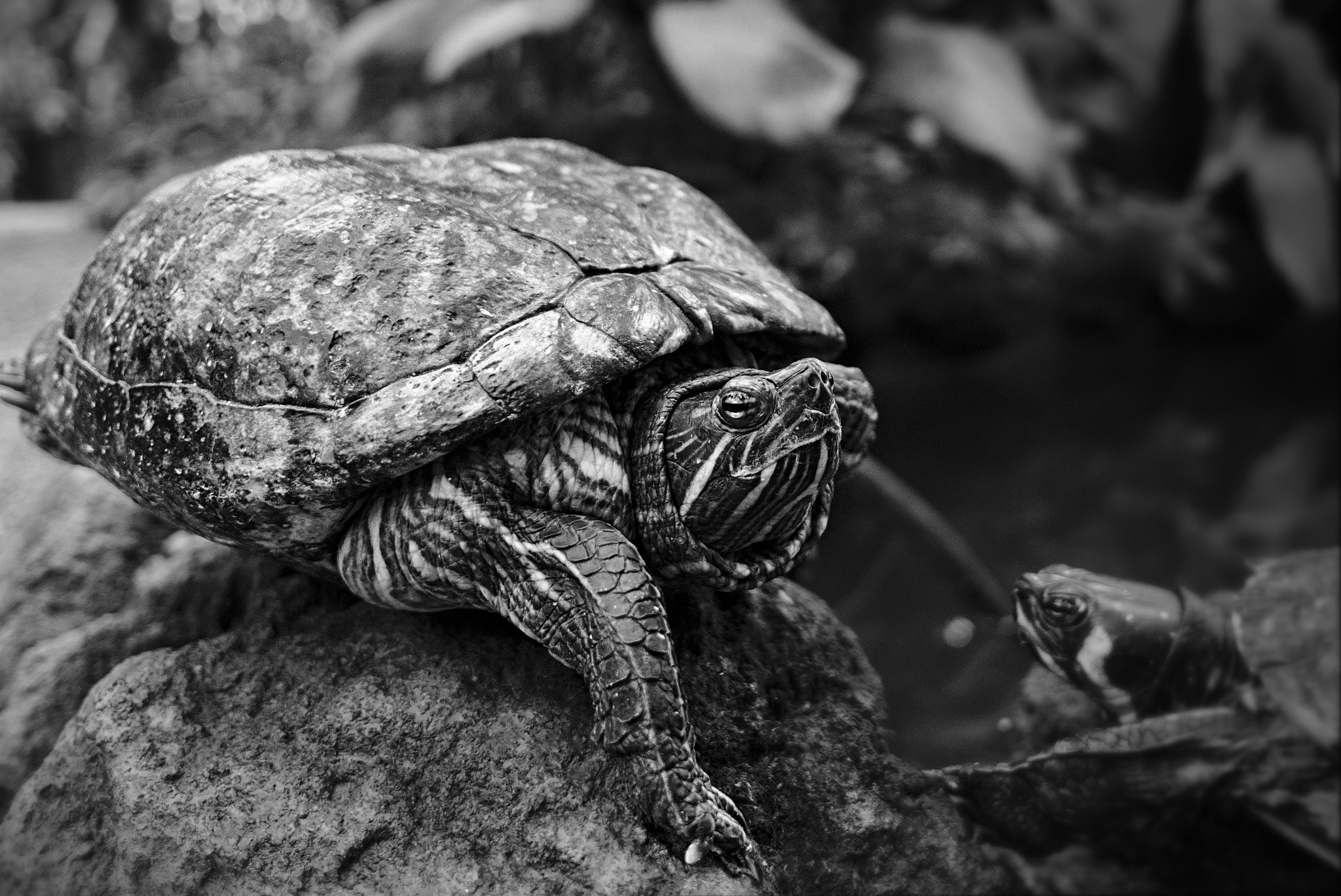 Sony a6000 + Sigma 19mm F2.8 EX DN sample photo. Turtle in the botanical garden munich photography
