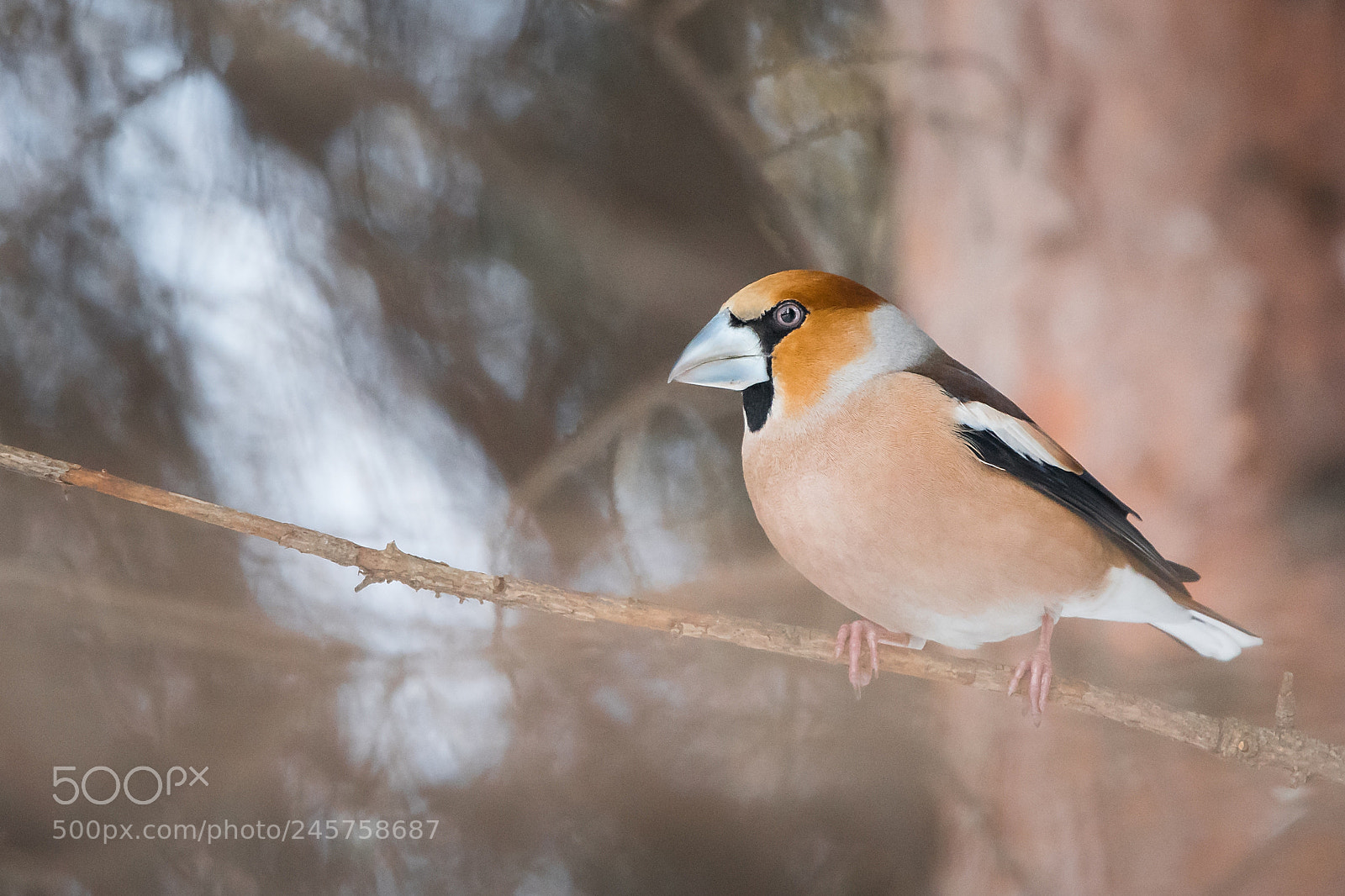 Nikon D500 sample photo. Hawfinch photography