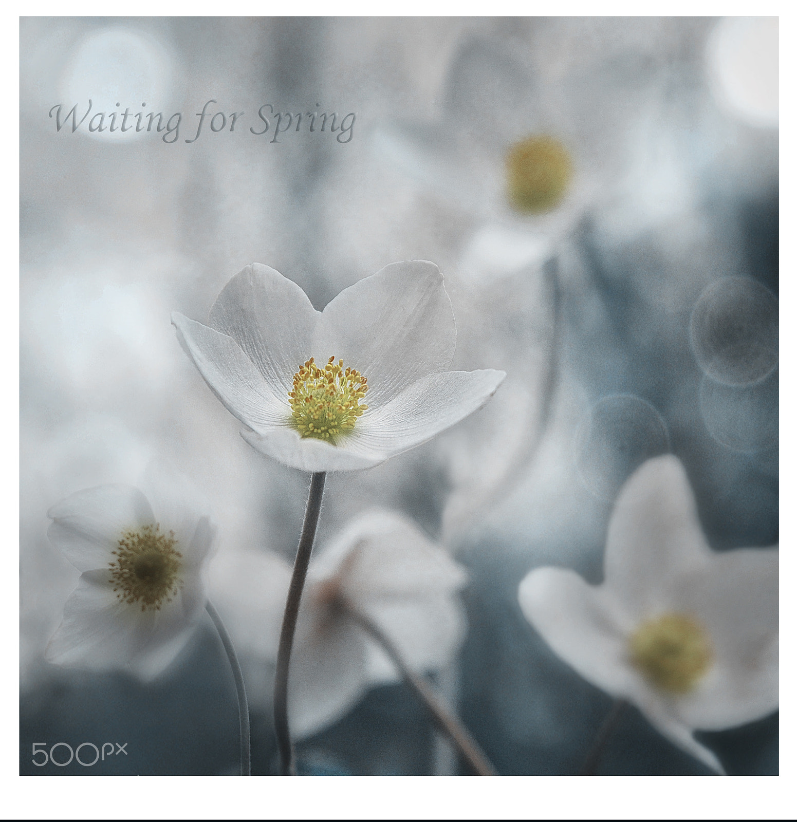 Nikon D610 sample photo. Waiting for spring photography
