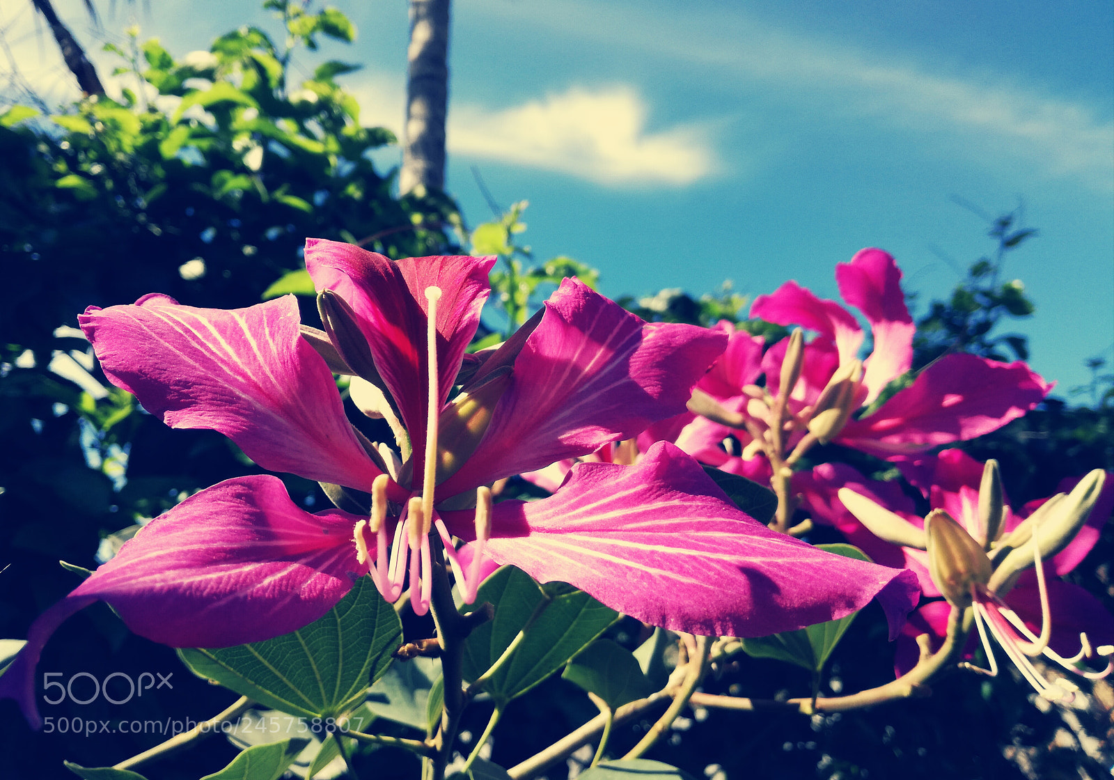 HUAWEI P9 LITE sample photo. Orqu dea pata de photography