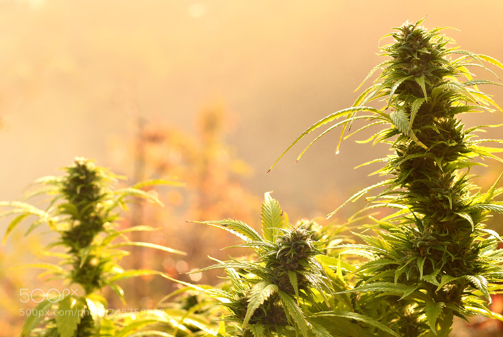 Nikon D500 sample photo. Cannabis bud, lit by photography