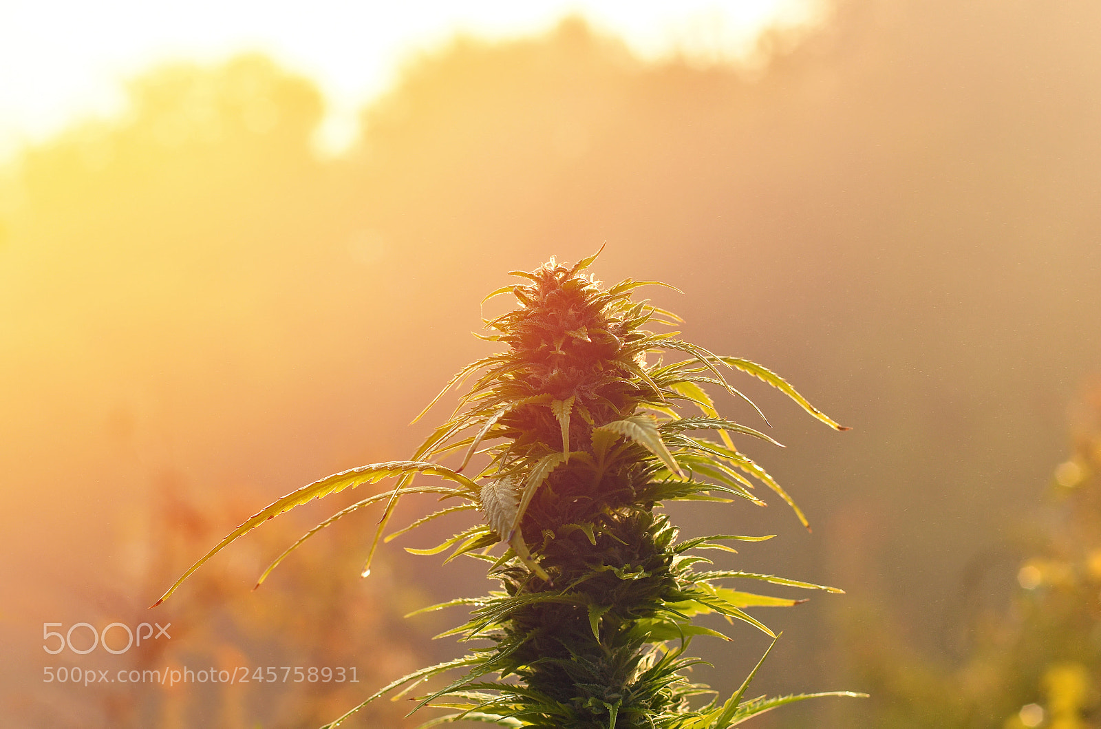 Nikon D500 sample photo. Cannabis bud, lit by photography