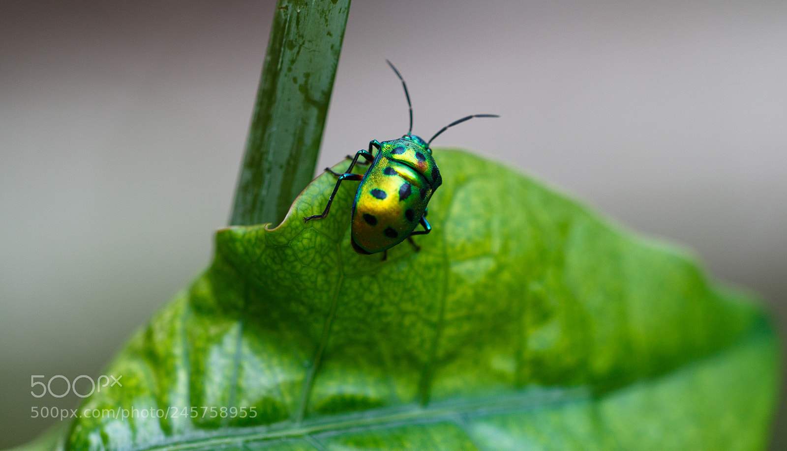 Canon EOS 500D (EOS Rebel T1i / EOS Kiss X3) sample photo. Bugs life photography