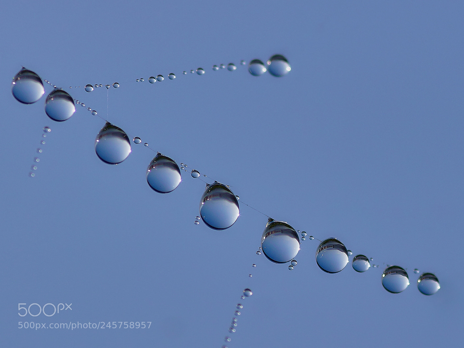 Sony SLT-A77 sample photo. Pearls of dew photography