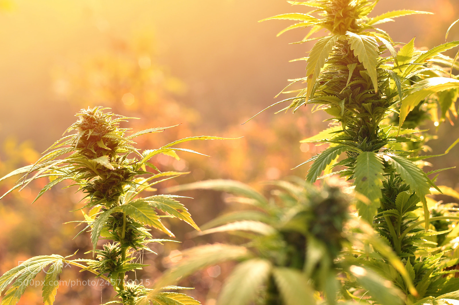 Nikon D500 sample photo. Cannabis plant growing outdoors photography
