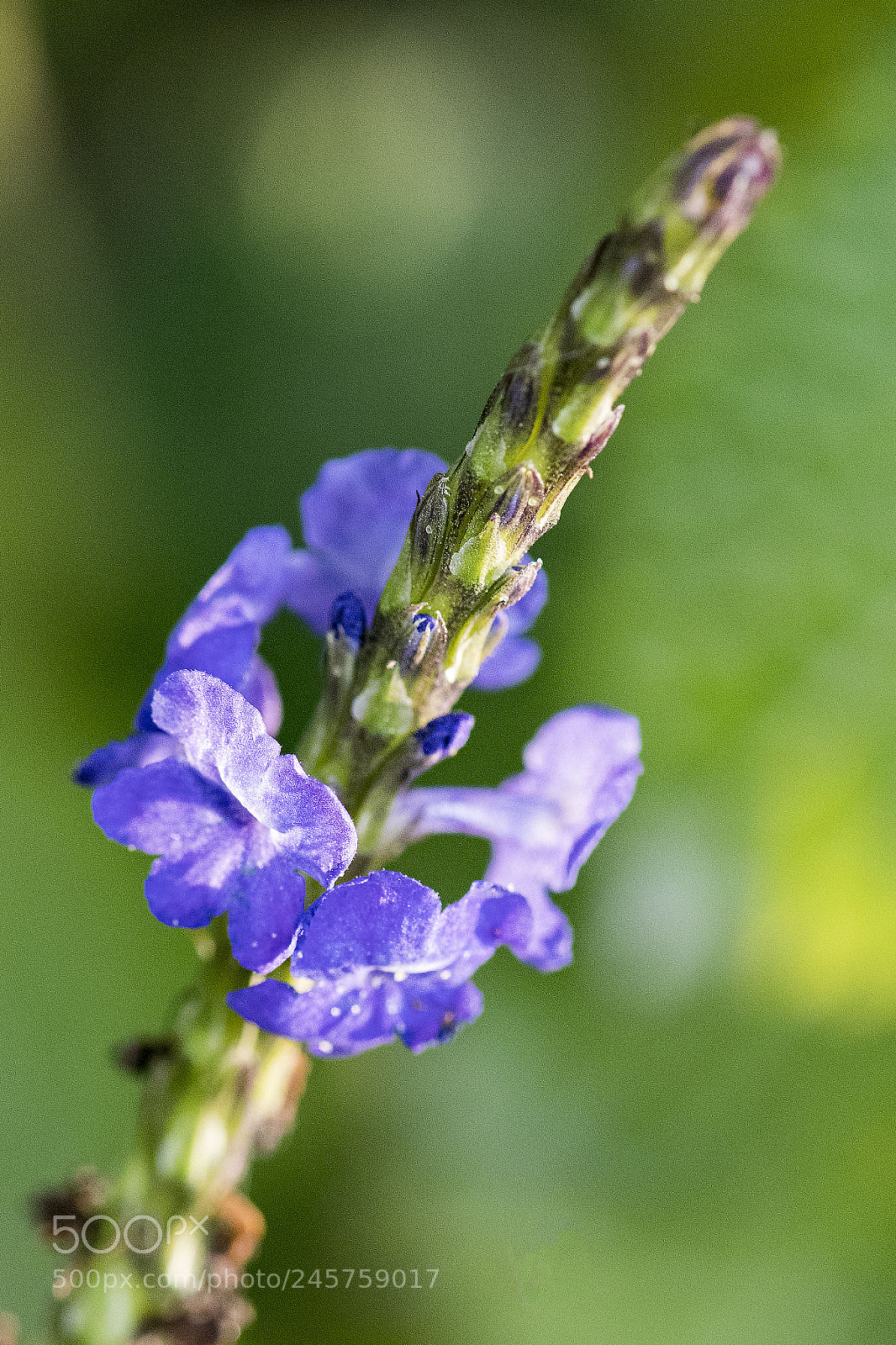 Nikon D500 sample photo. Flower photography