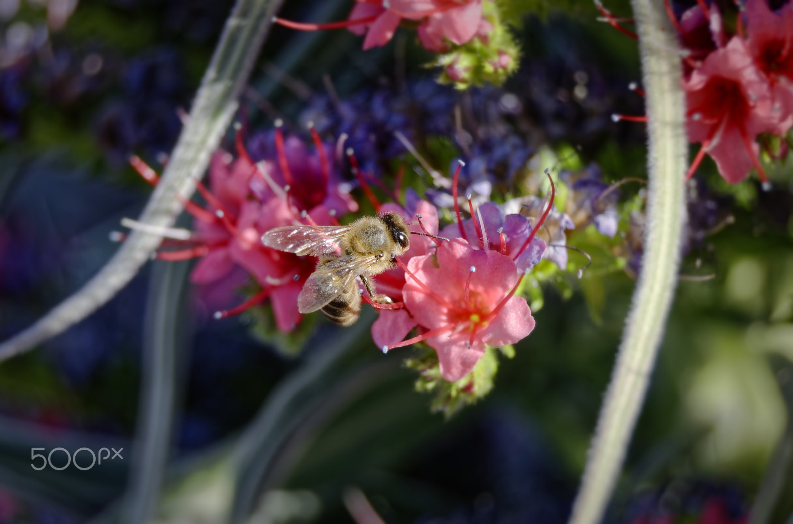 Nikon D5100 sample photo. Work of bees photography