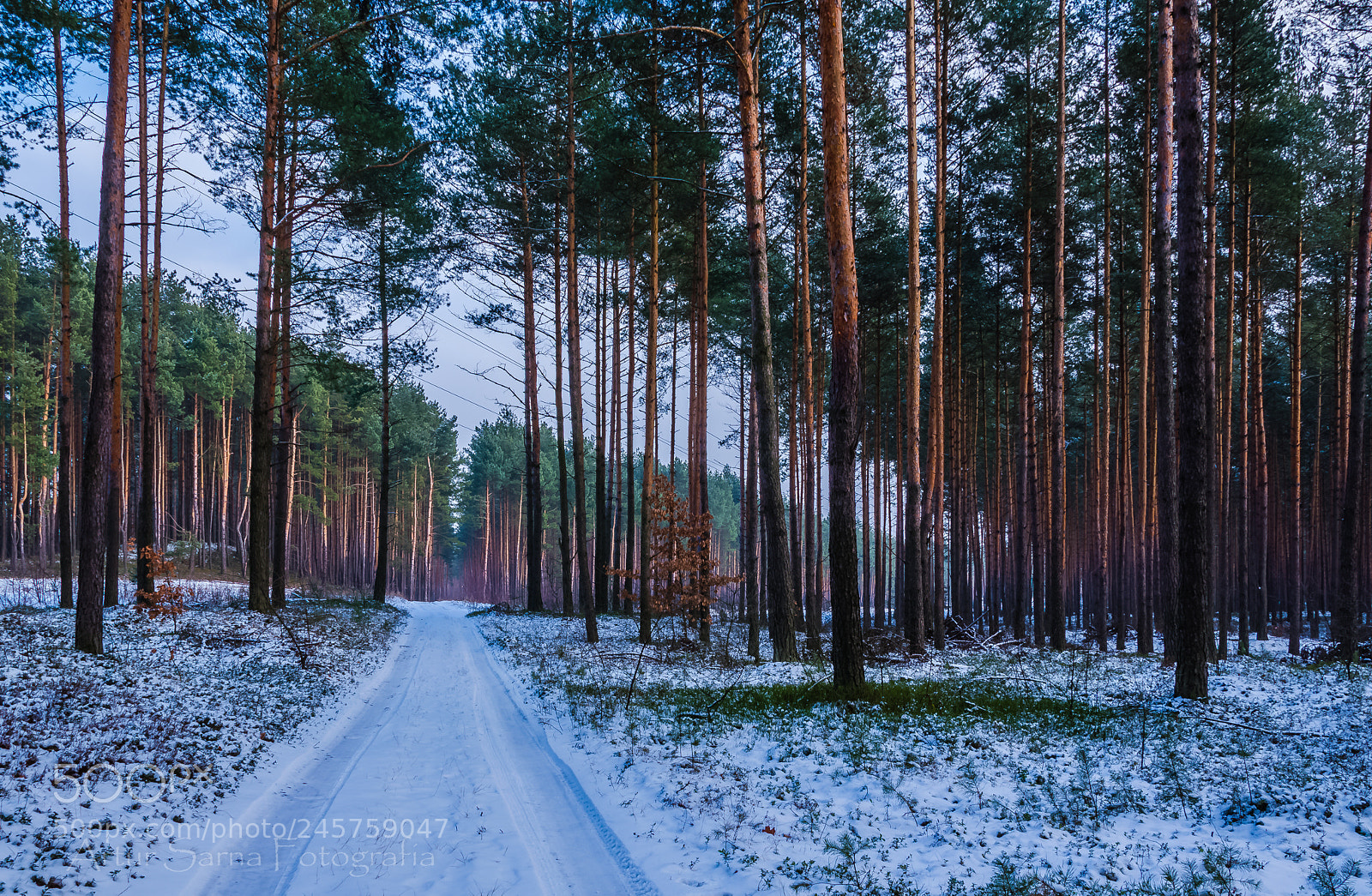 Nikon D5100 sample photo. Road through the forest. photography