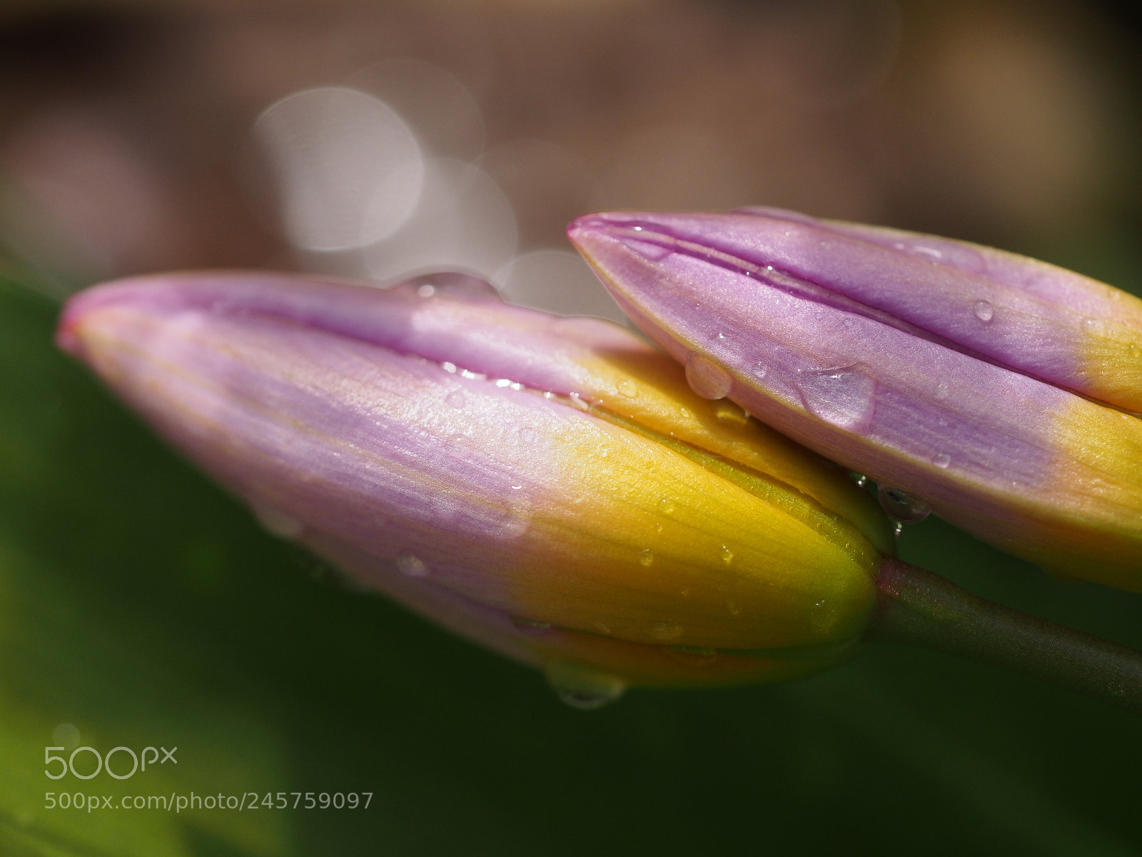 Olympus PEN E-PL5 sample photo. Small tender tulip after photography