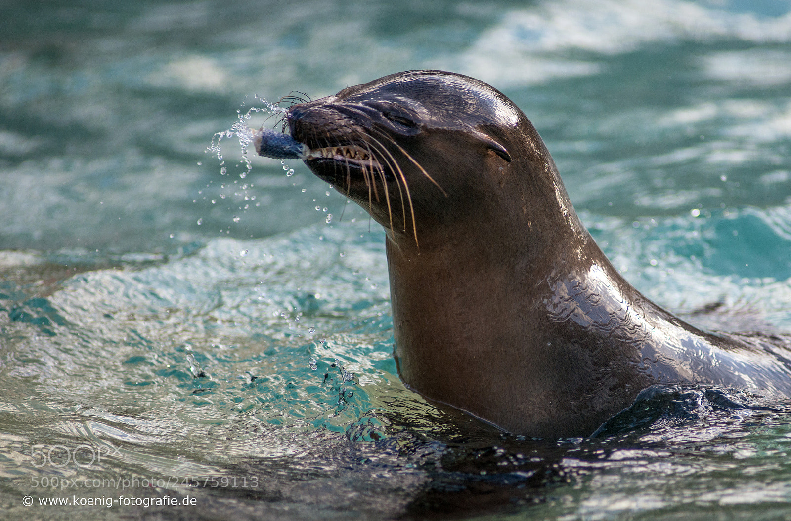 Nikon D800 sample photo. Sea ​​lion photography